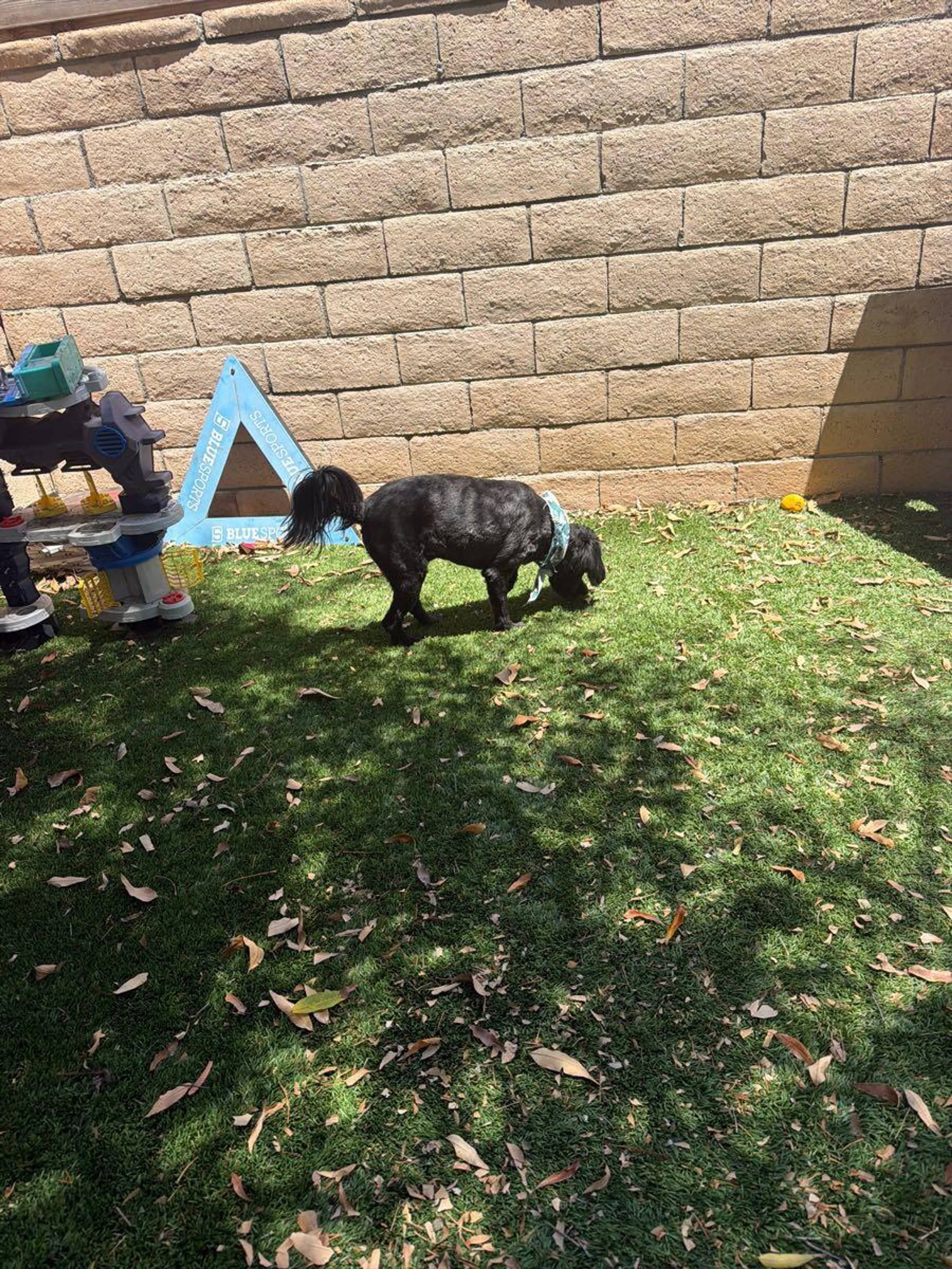 Found pet