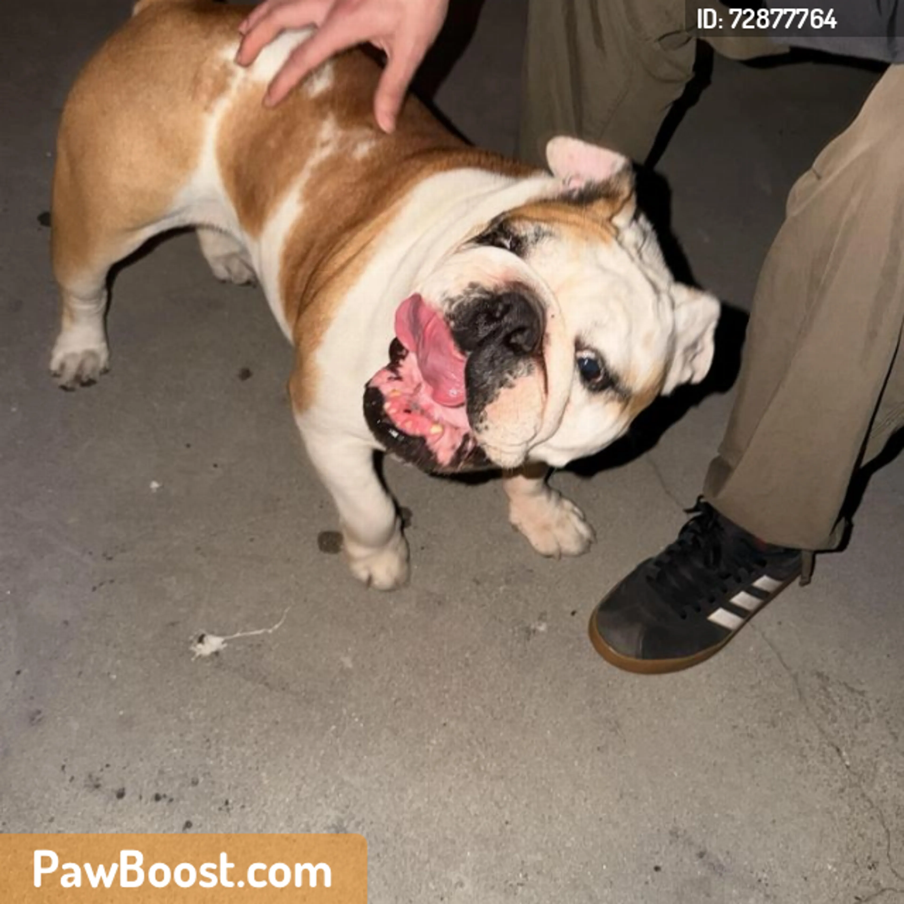 Found pet