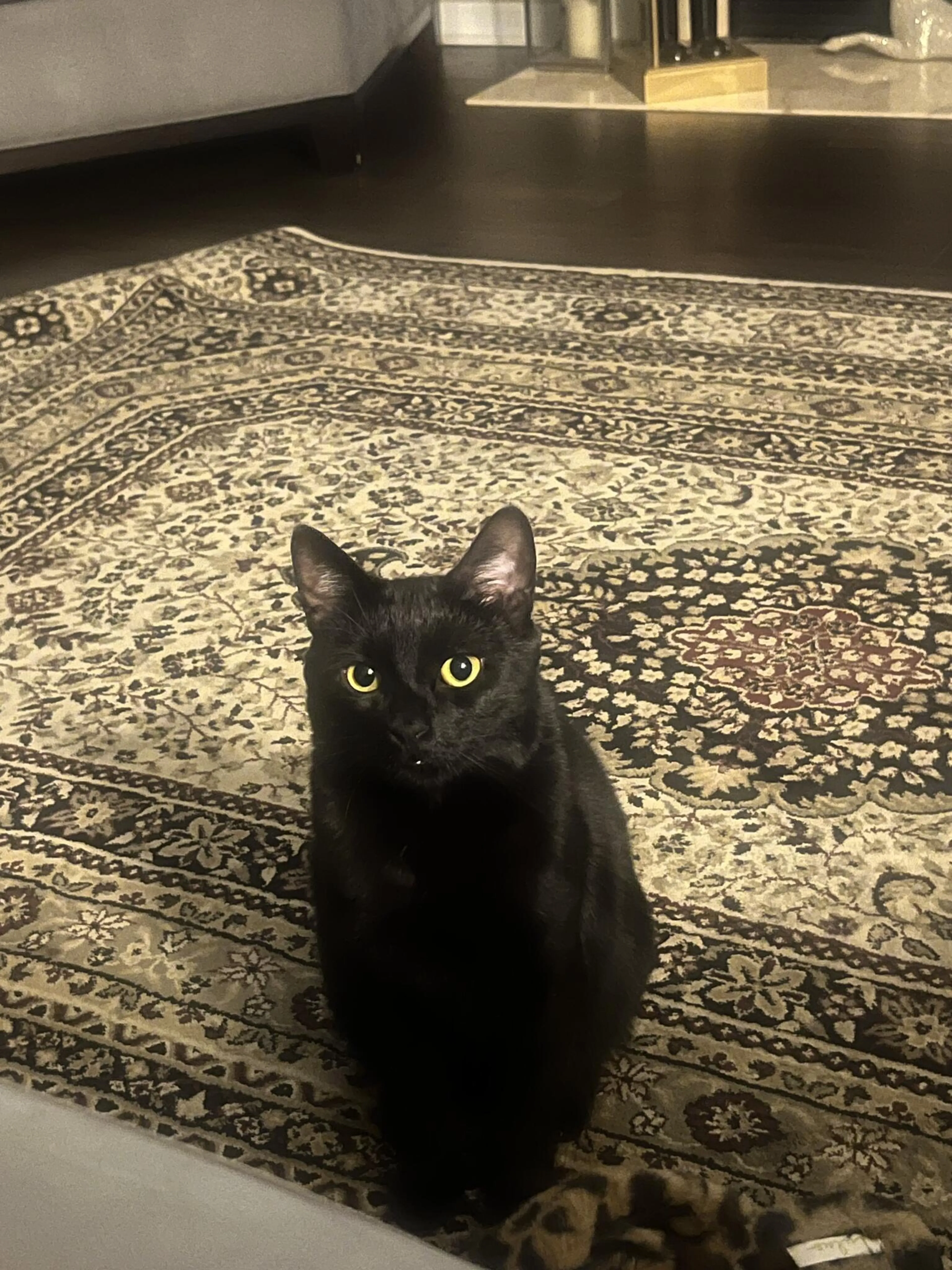 Lost pet
