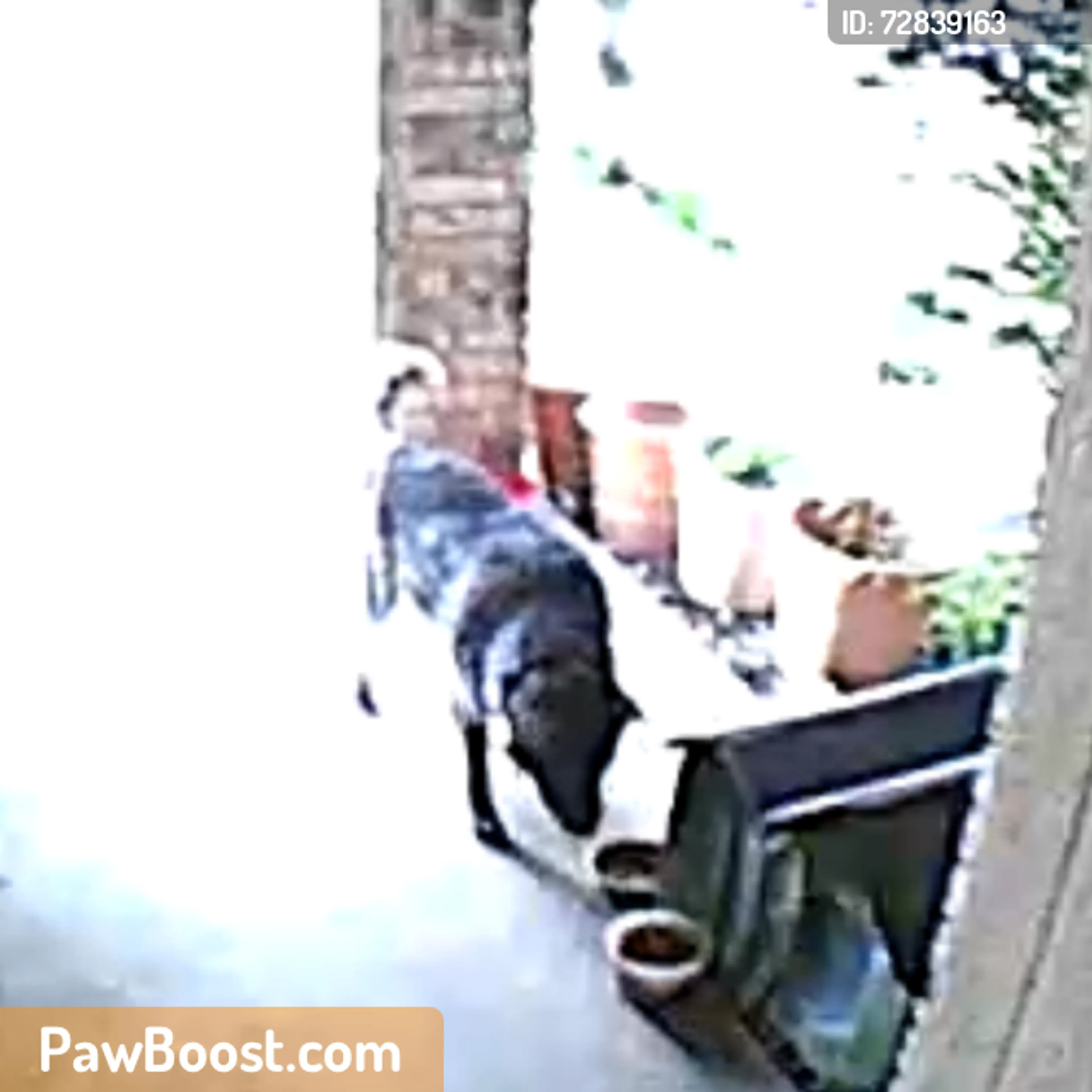Found pet