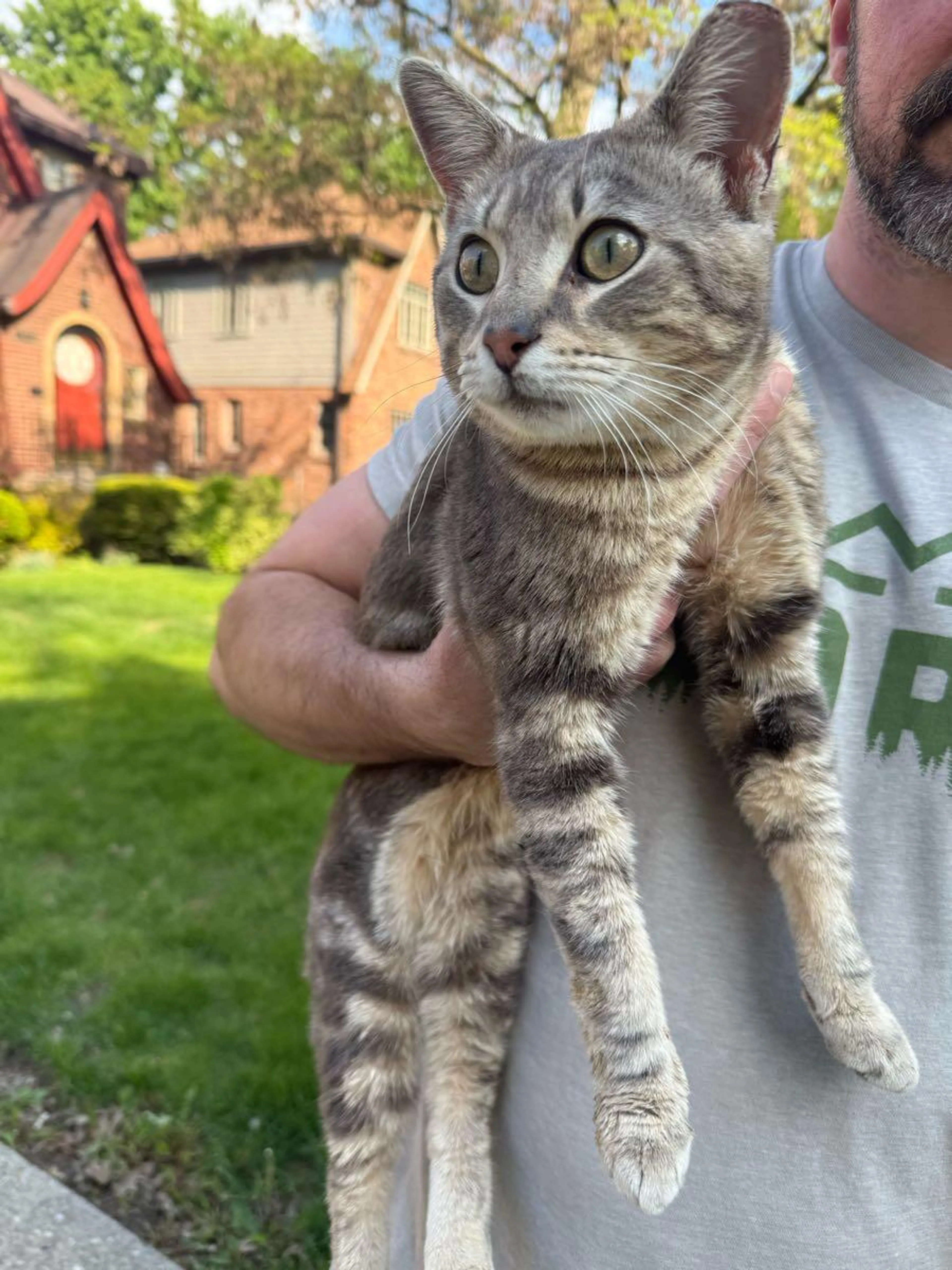 Found pet