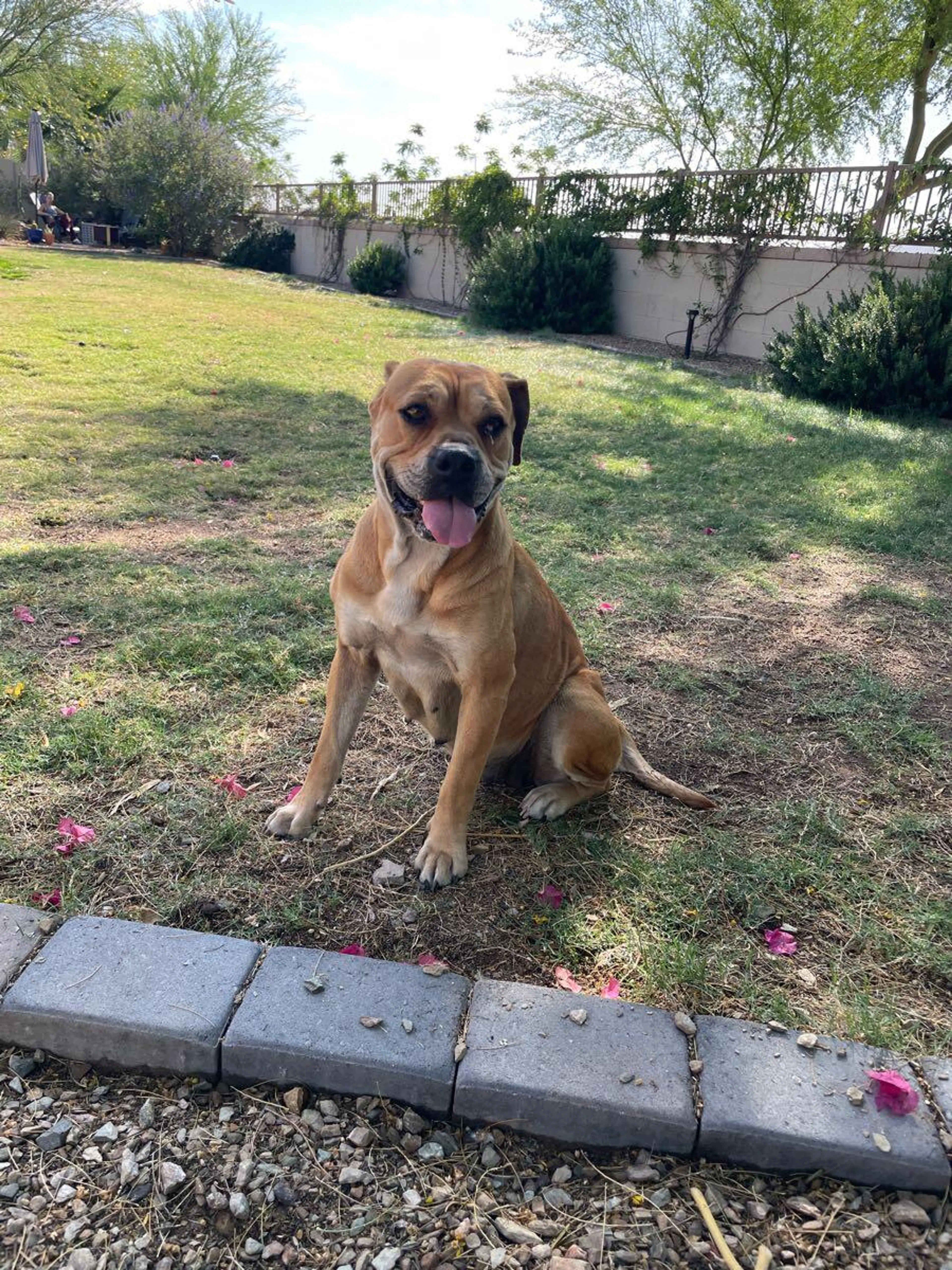 Found pet