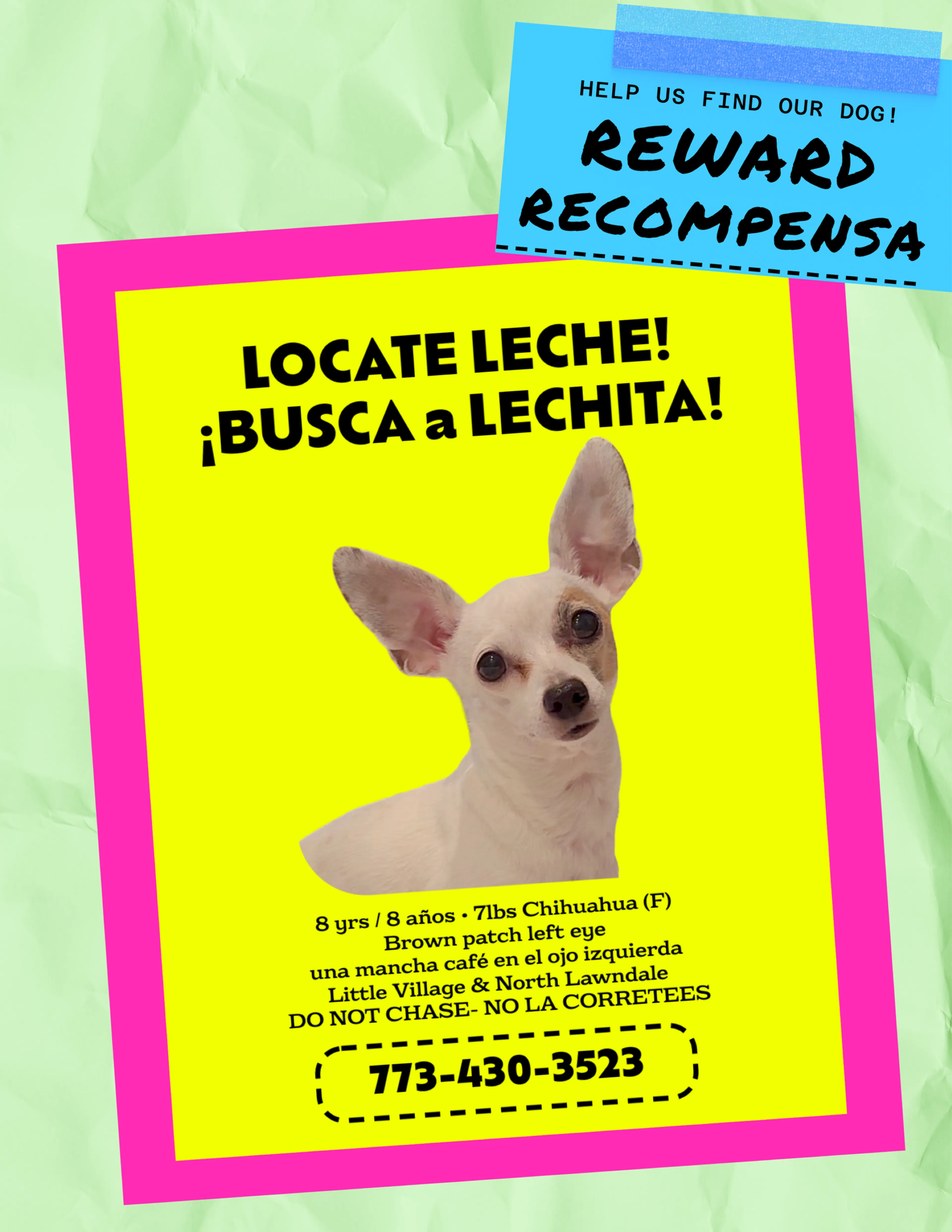Lost pet