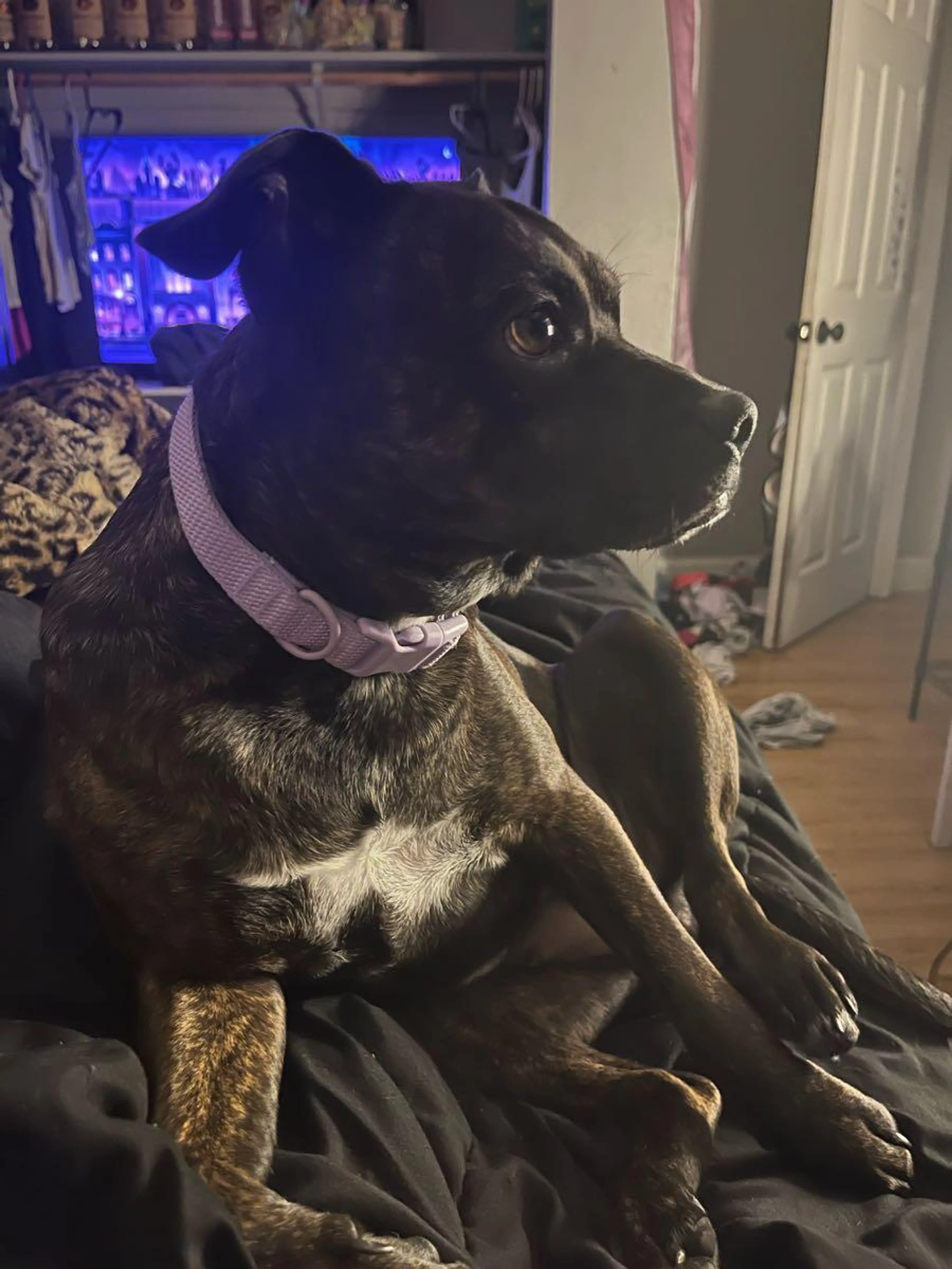 Lost pet