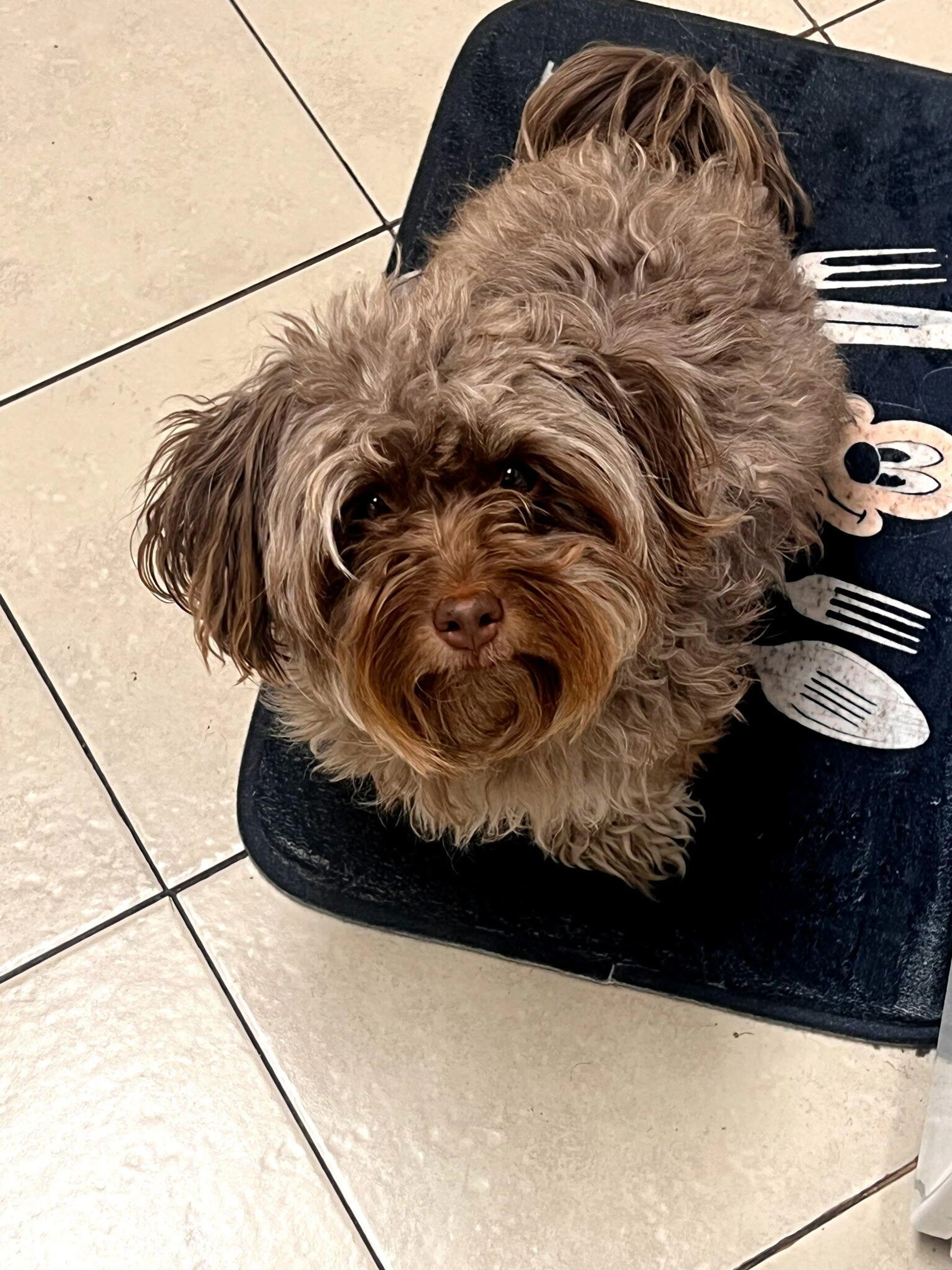 Lost pet