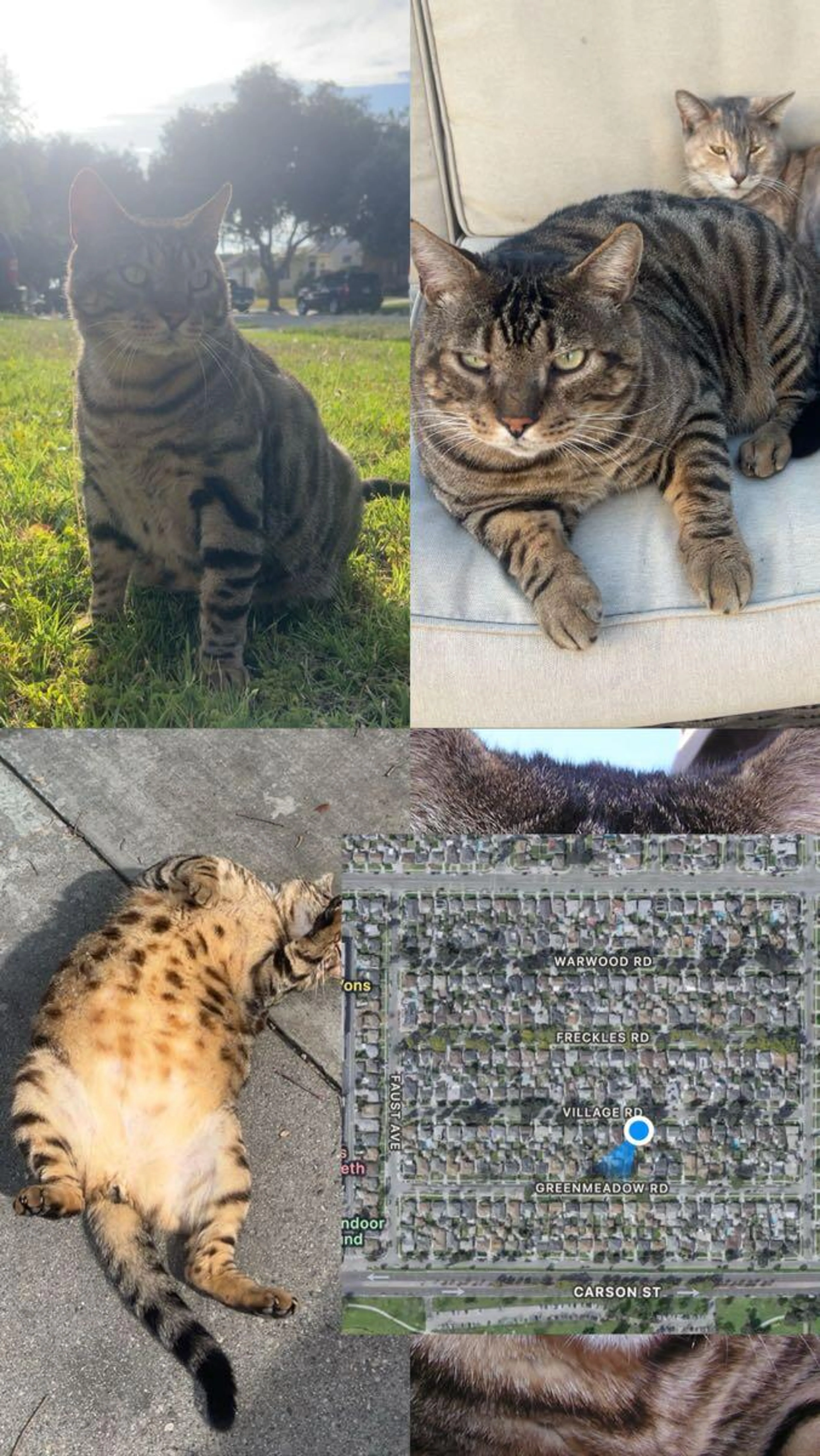 cdn image