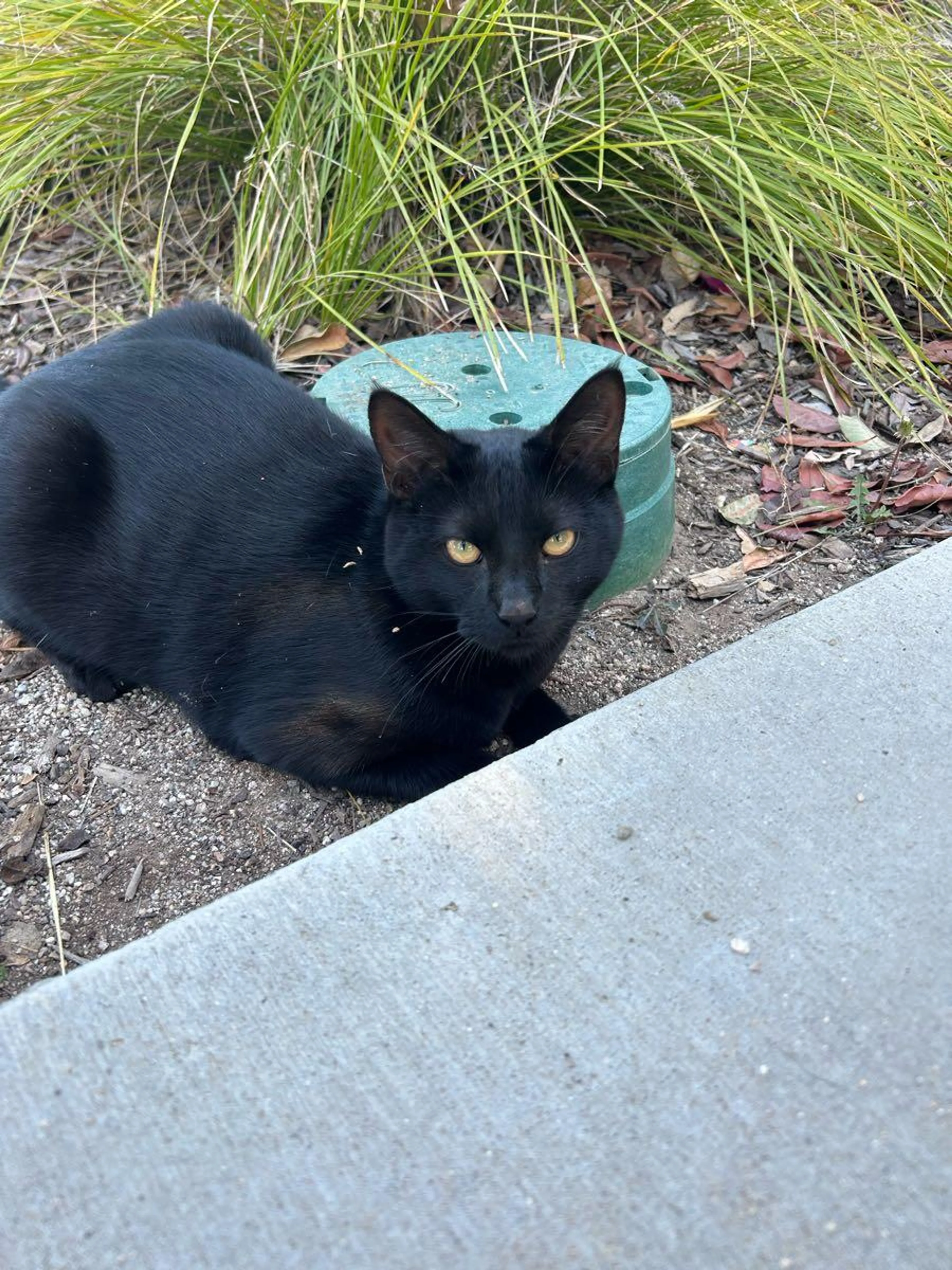 Found pet