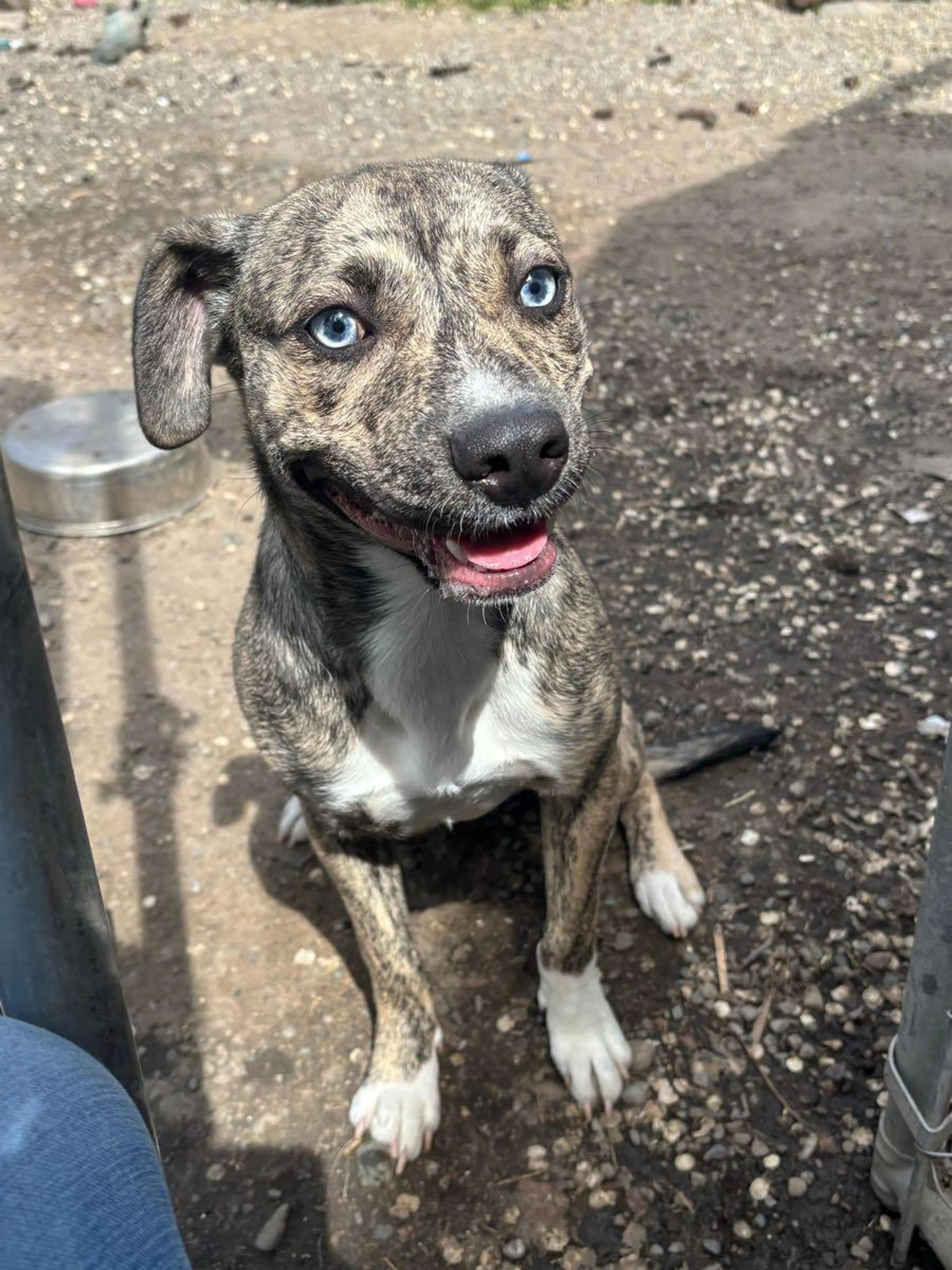 Found pet