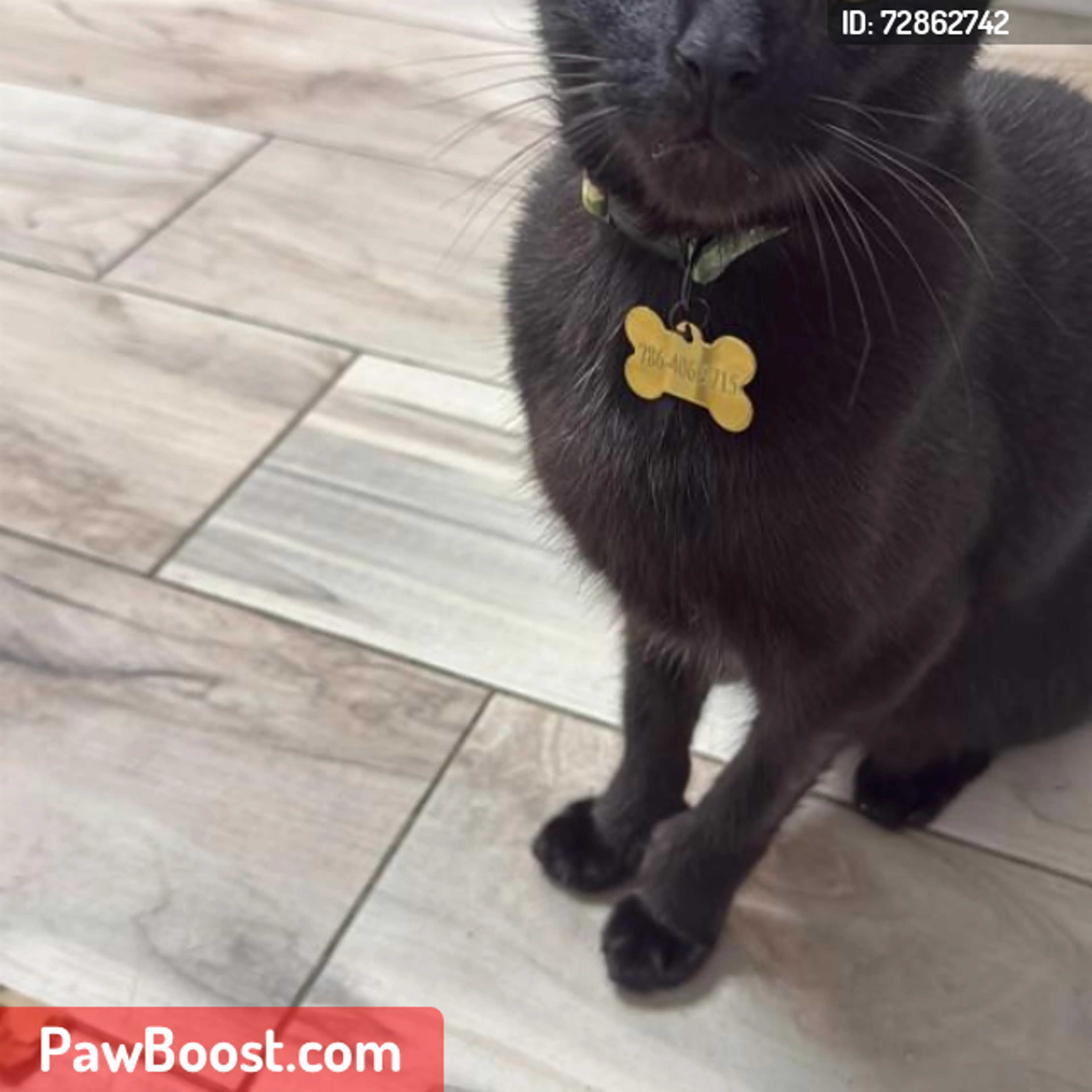 Lost pet