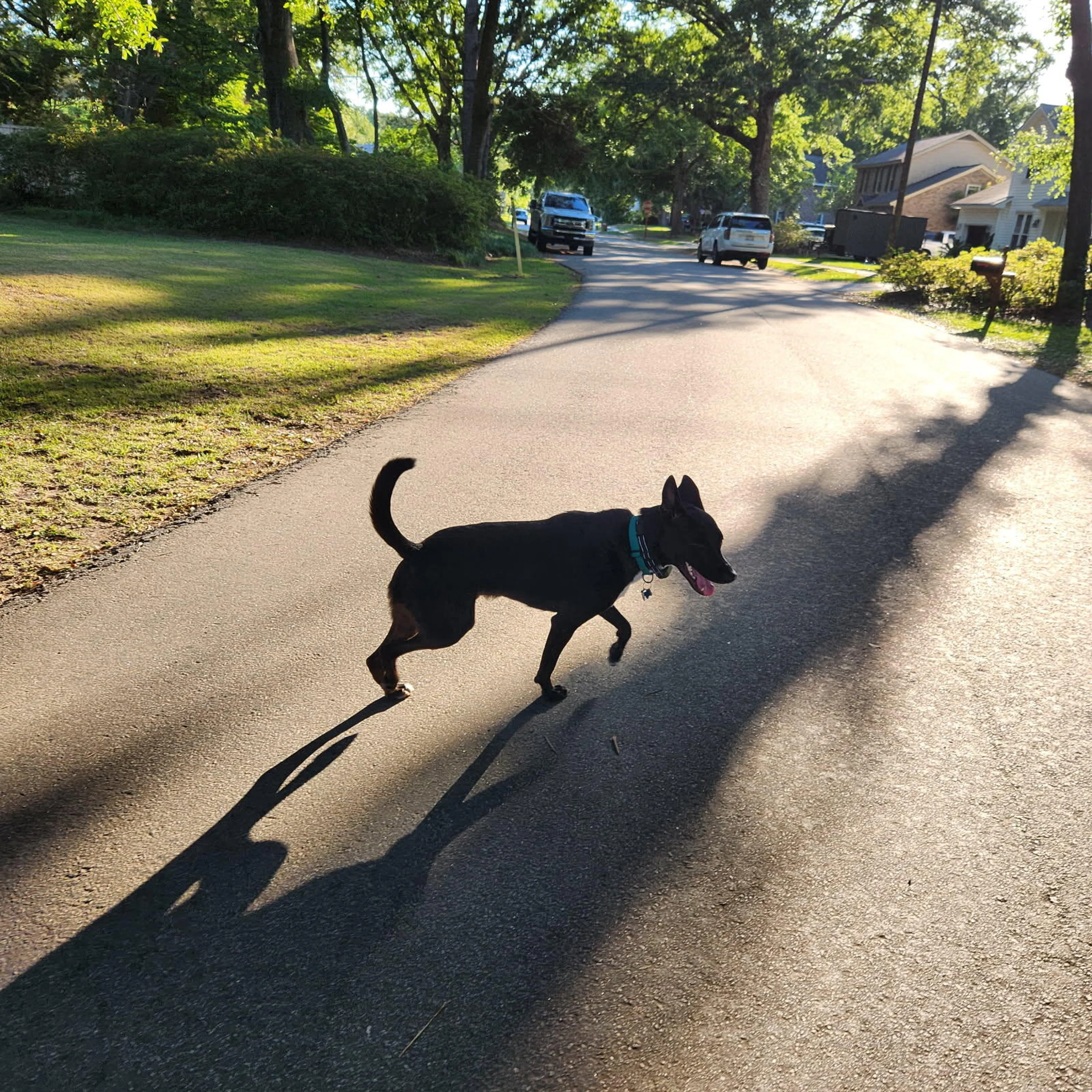 Found pet
