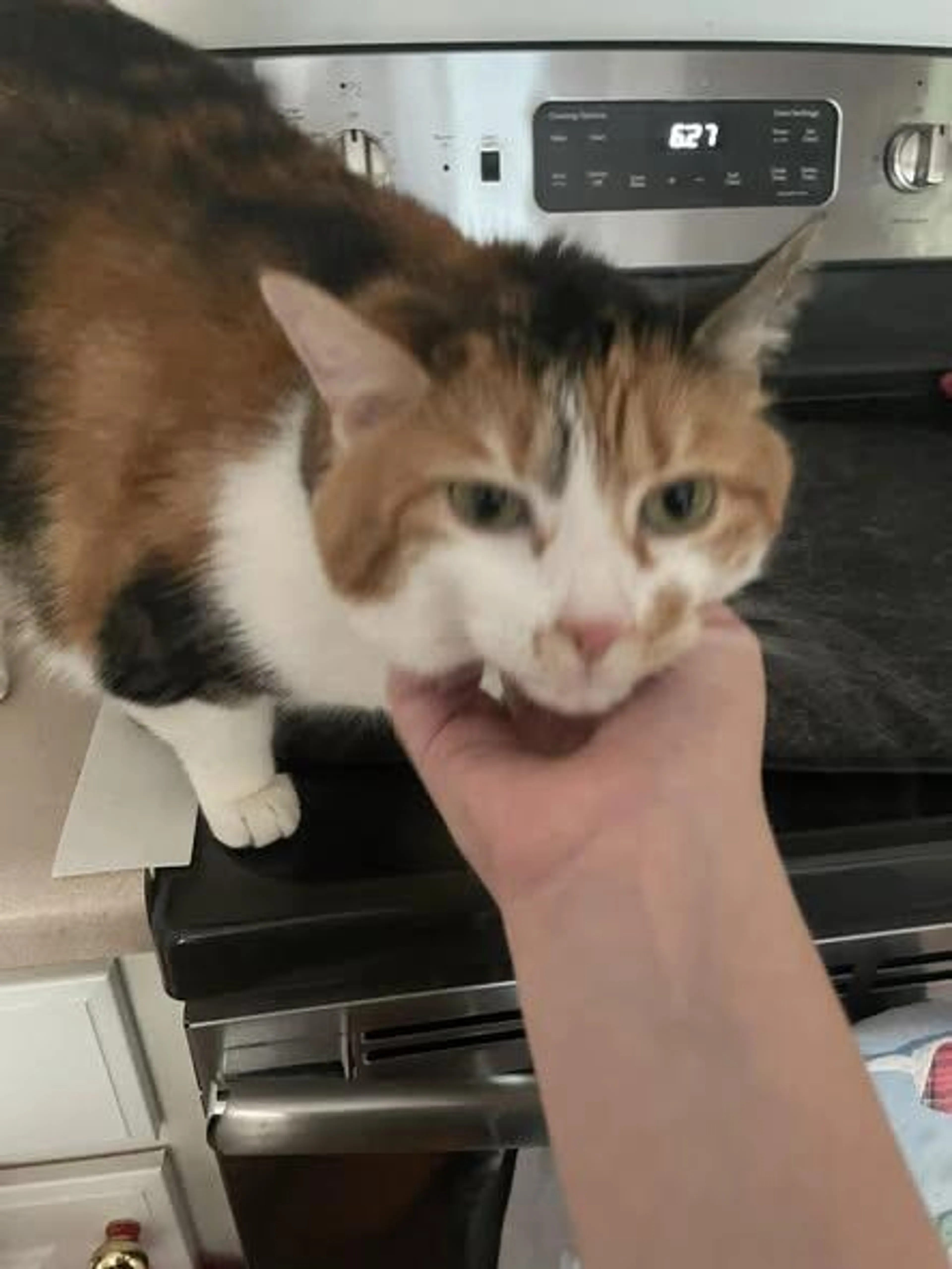 Lost pet