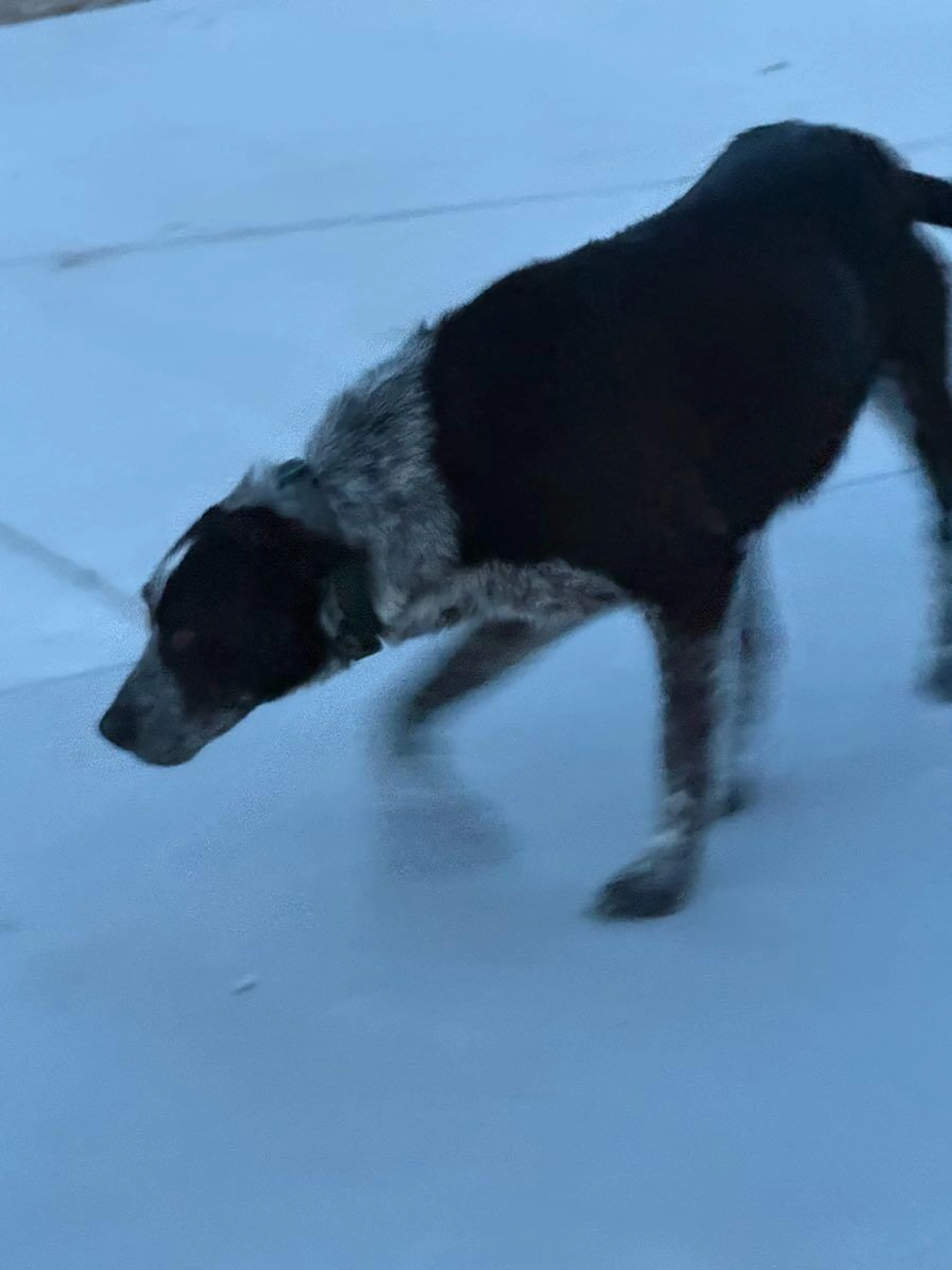 Found pet