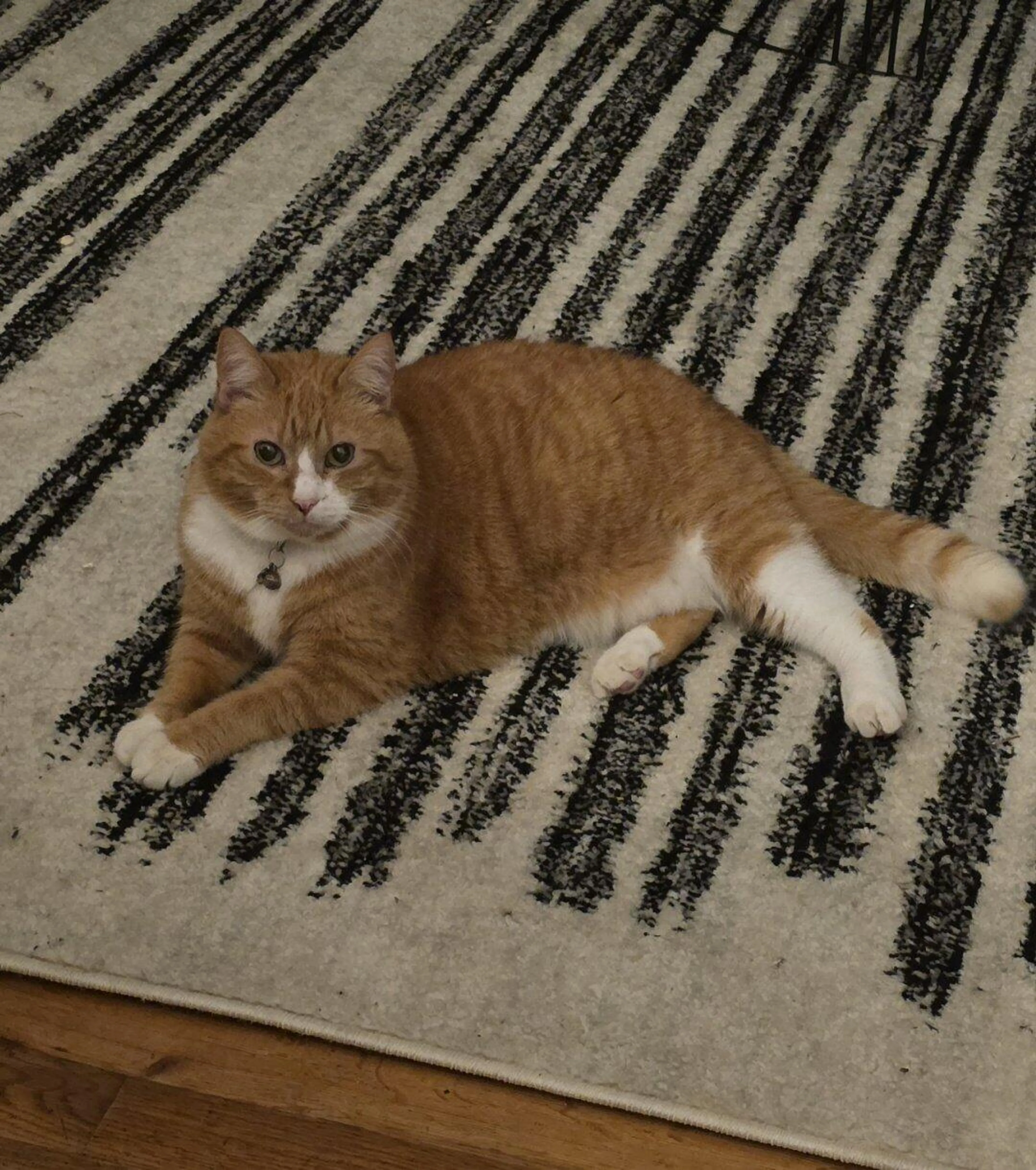 Lost pet