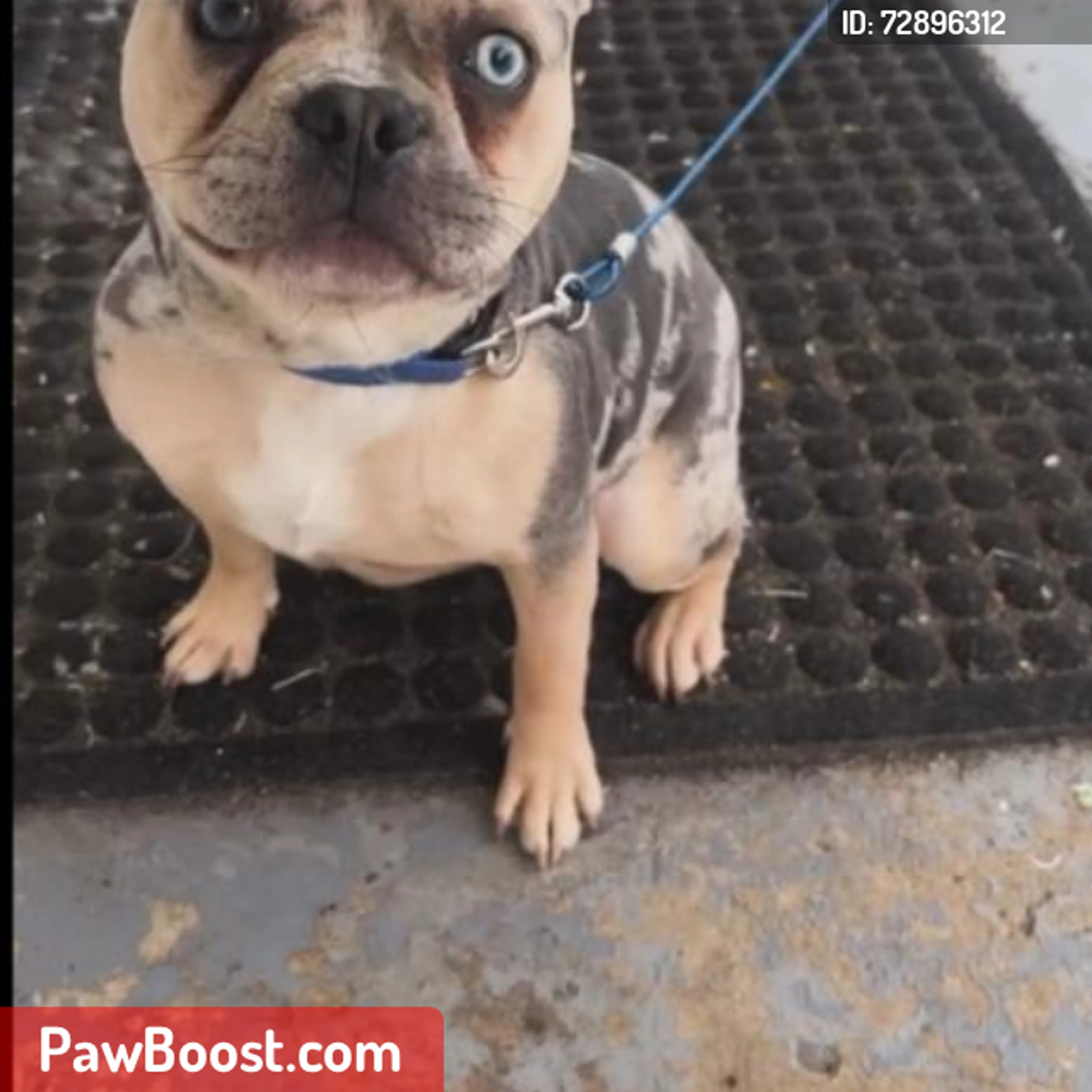 Lost pet