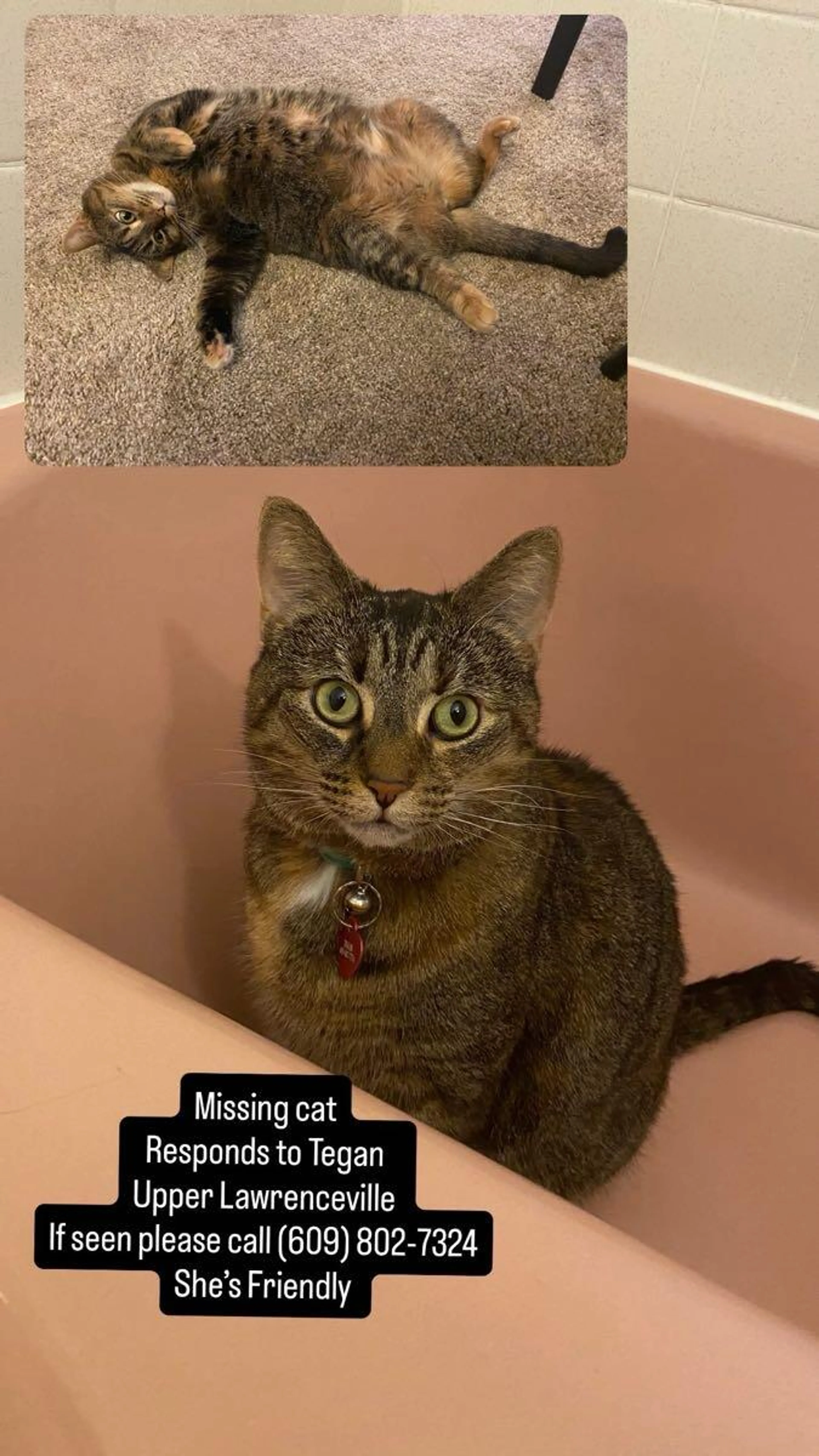 Lost pet