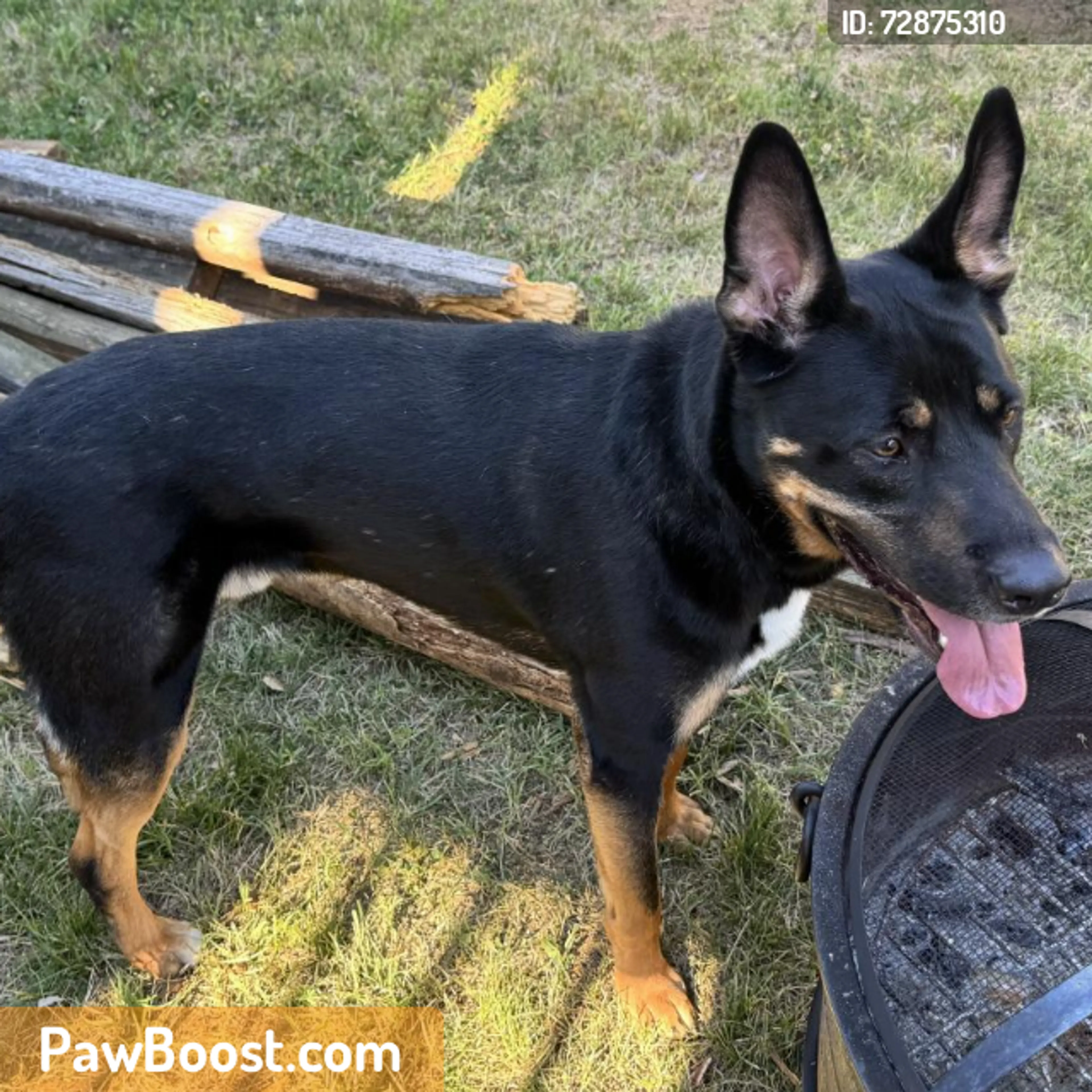 Found pet