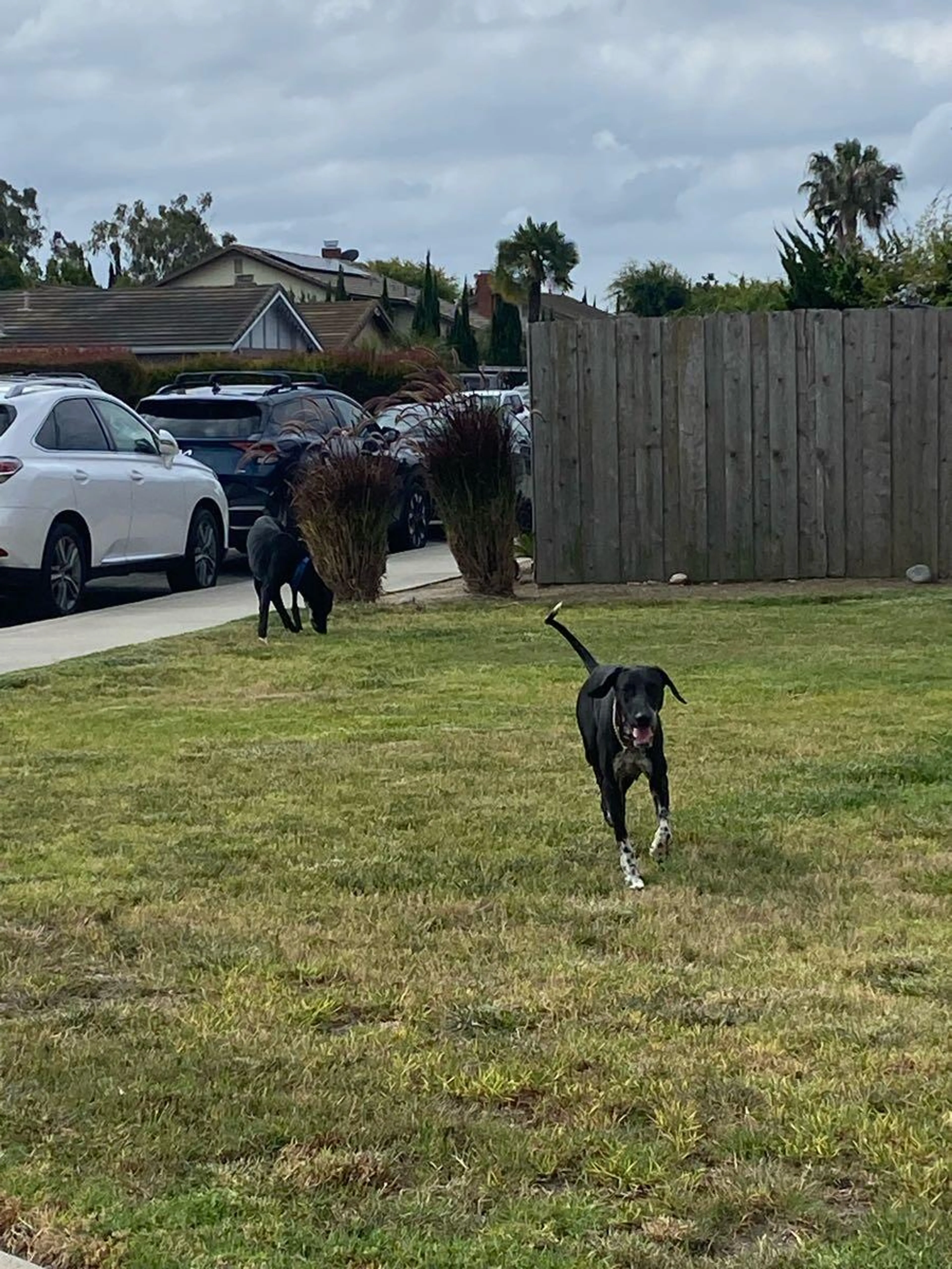 Found pet