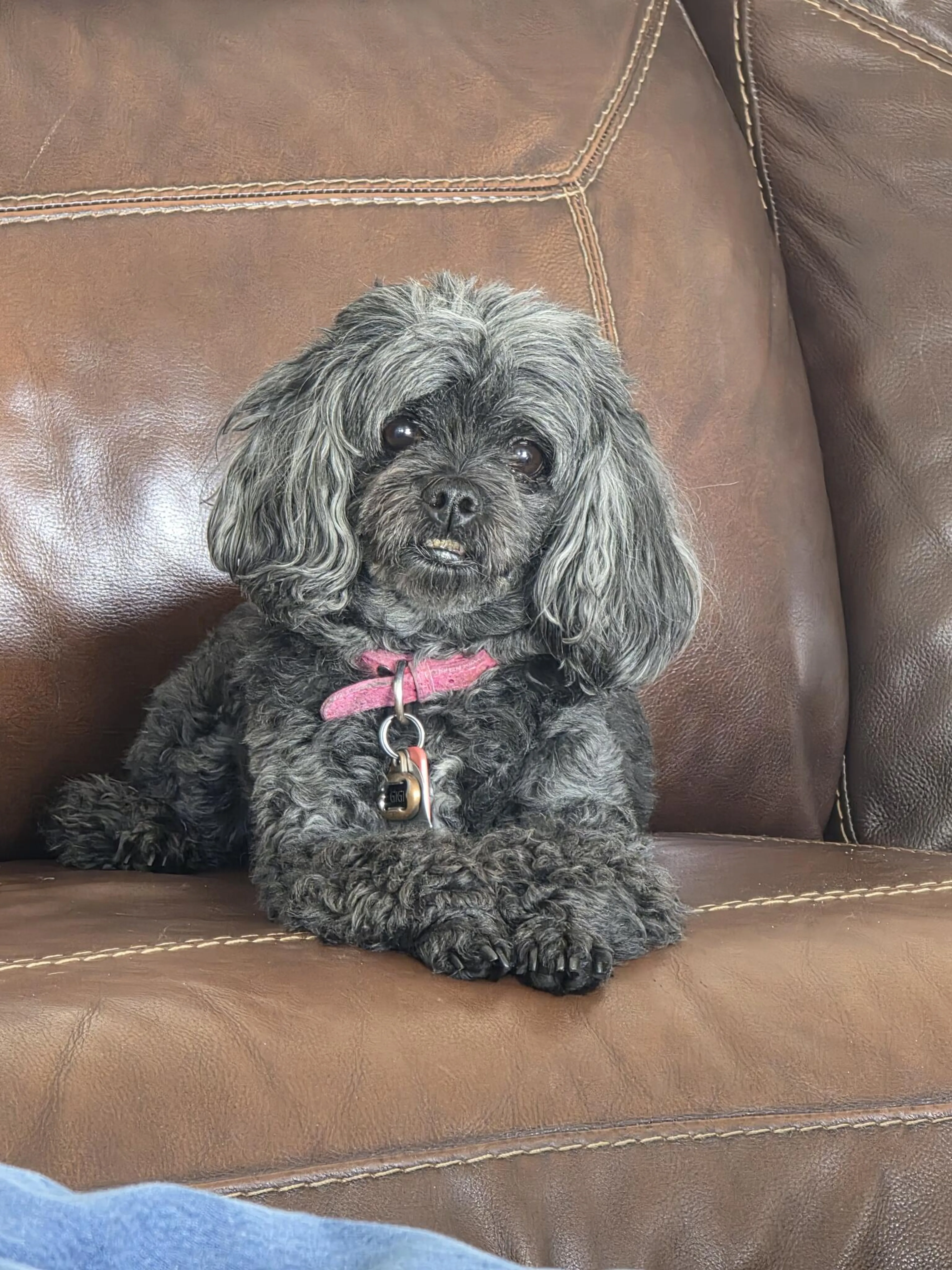 Lost pet