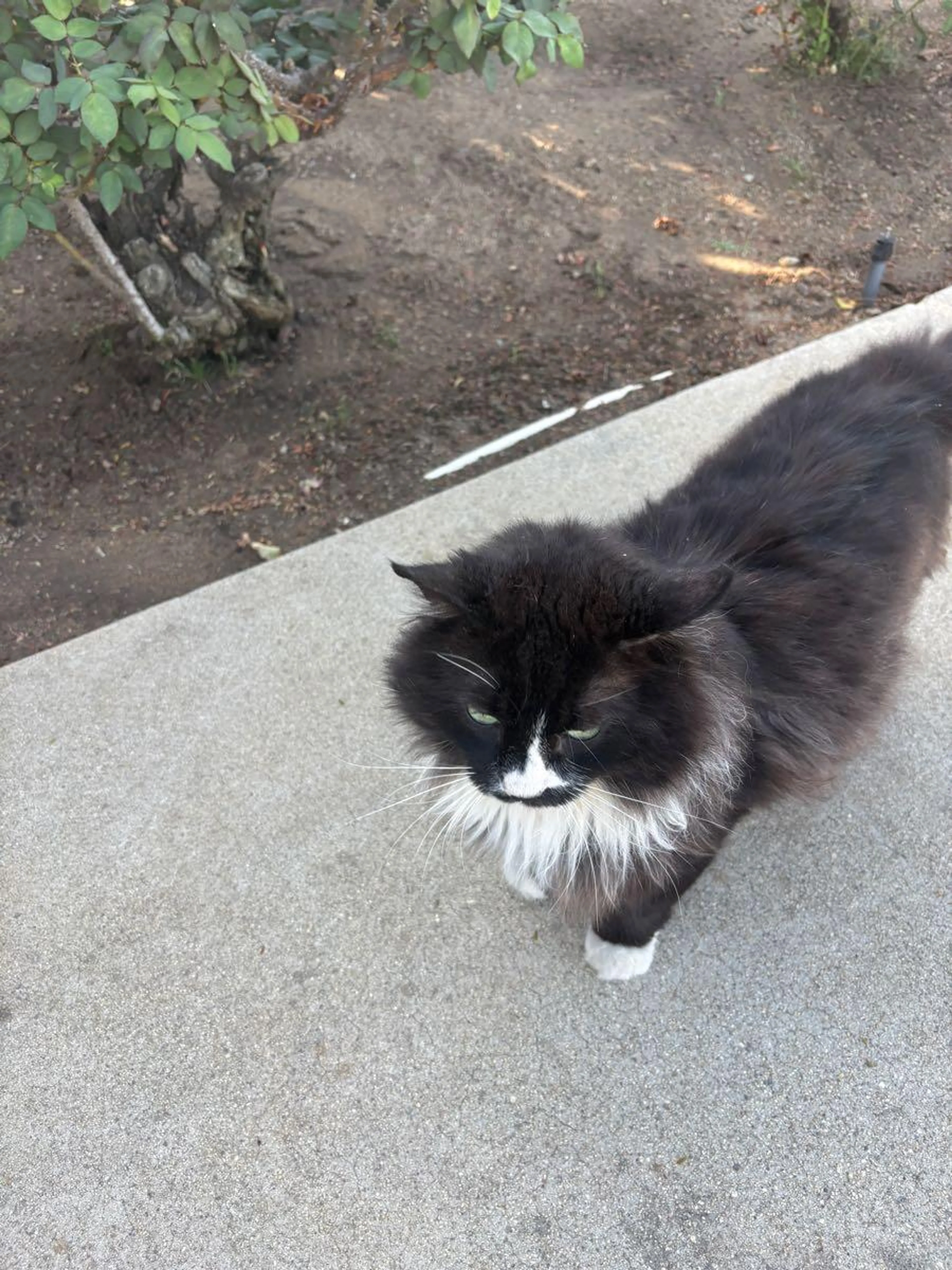 Found pet
