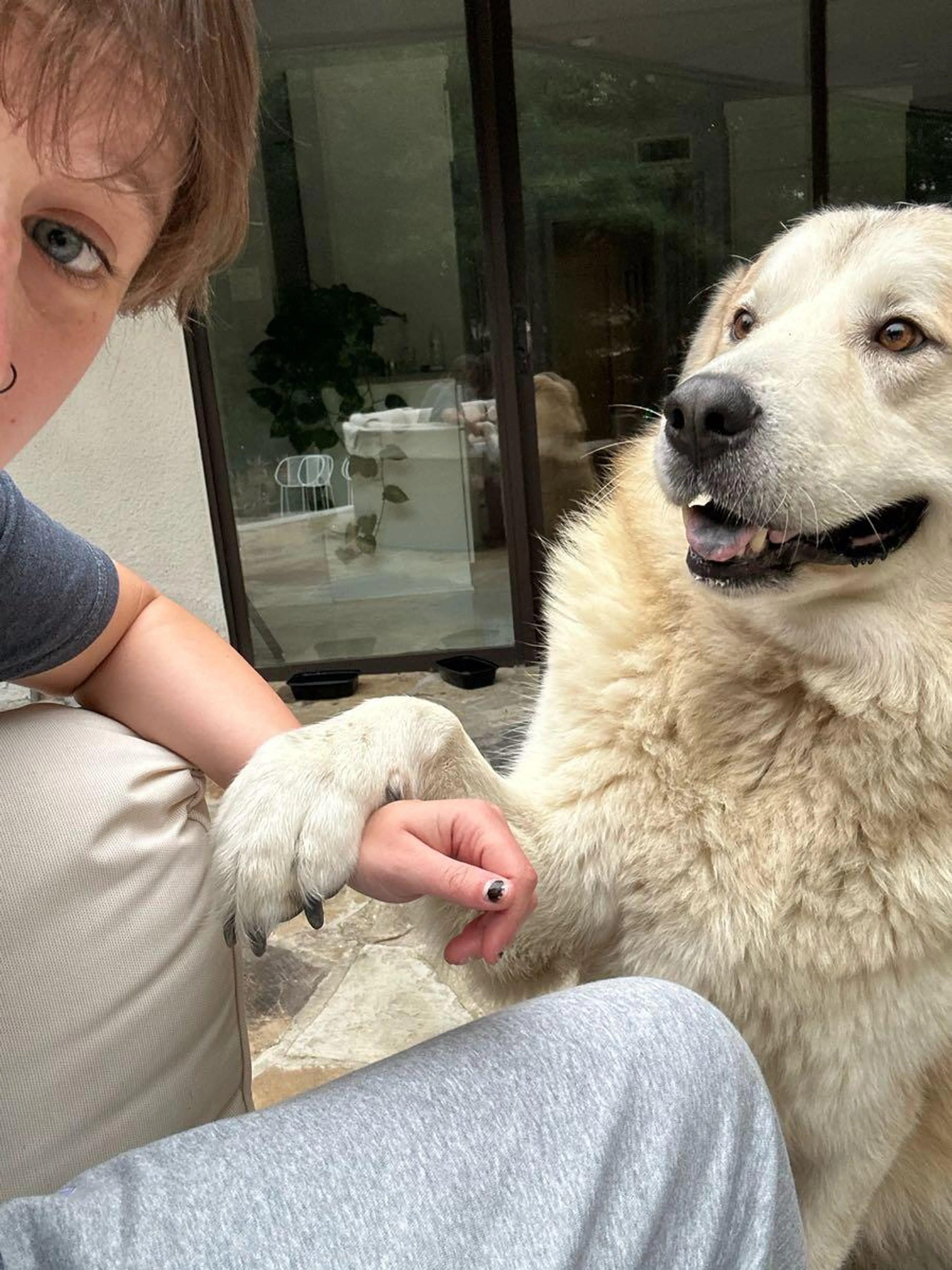Found pet