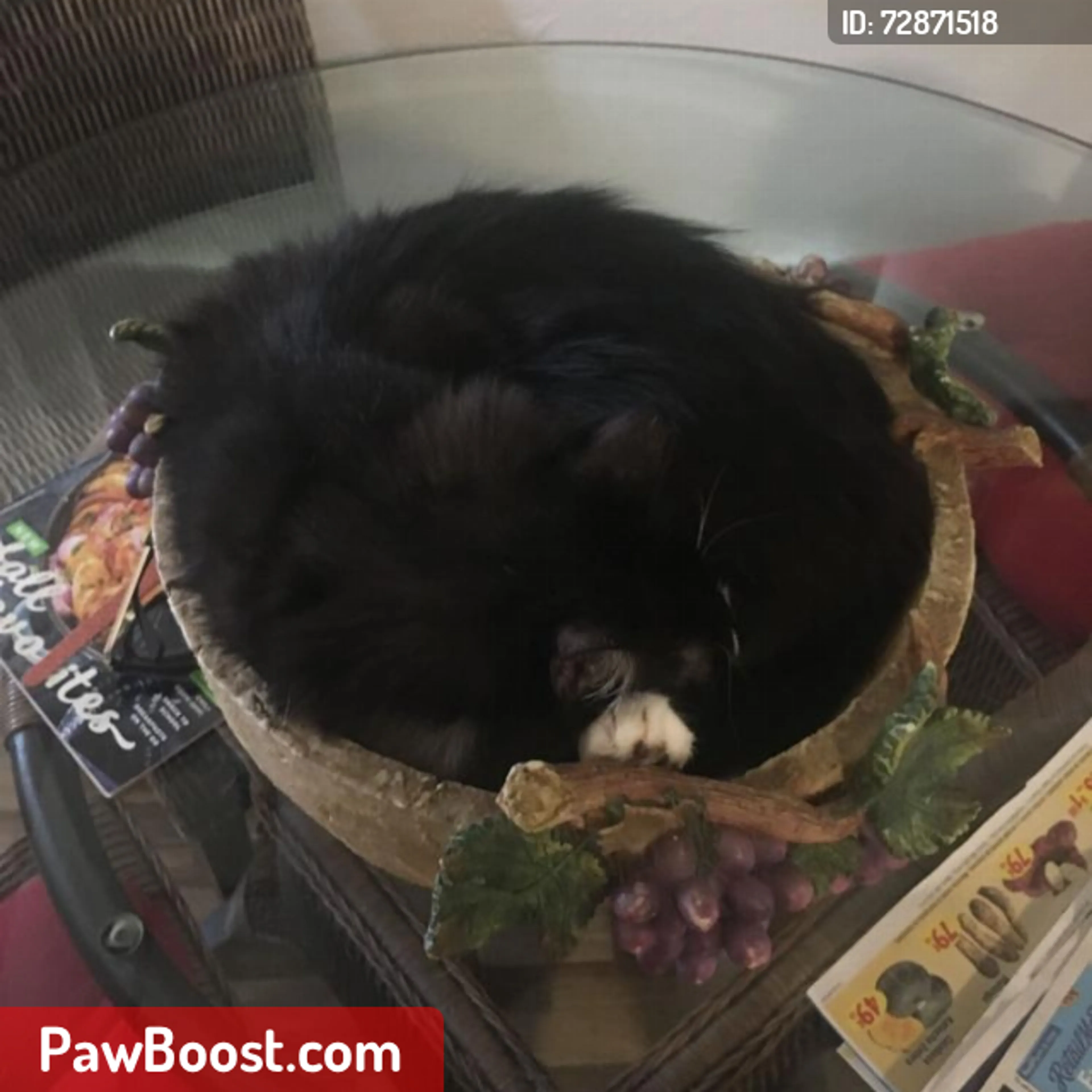 Lost pet