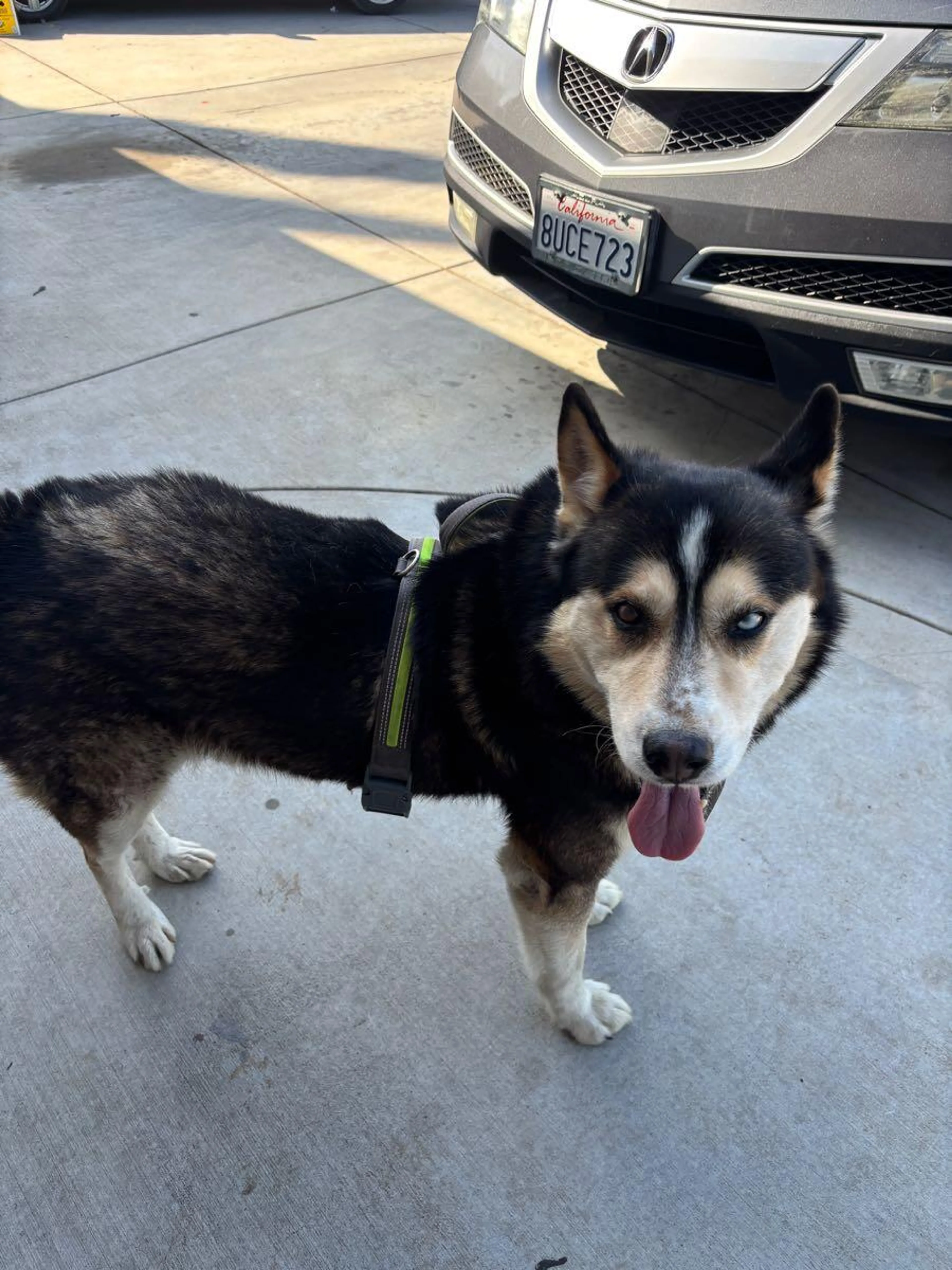 Found pet
