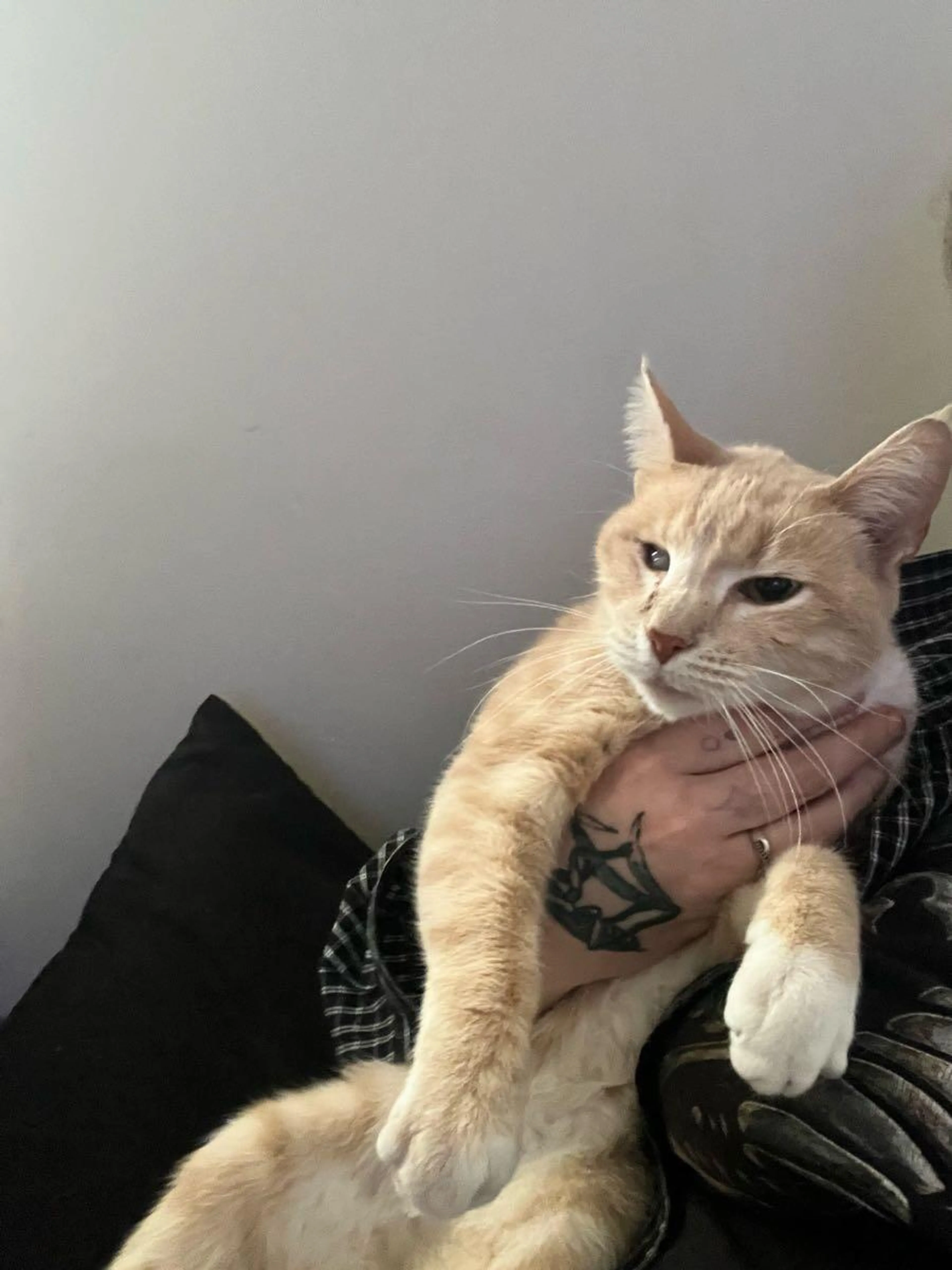 Lost pet