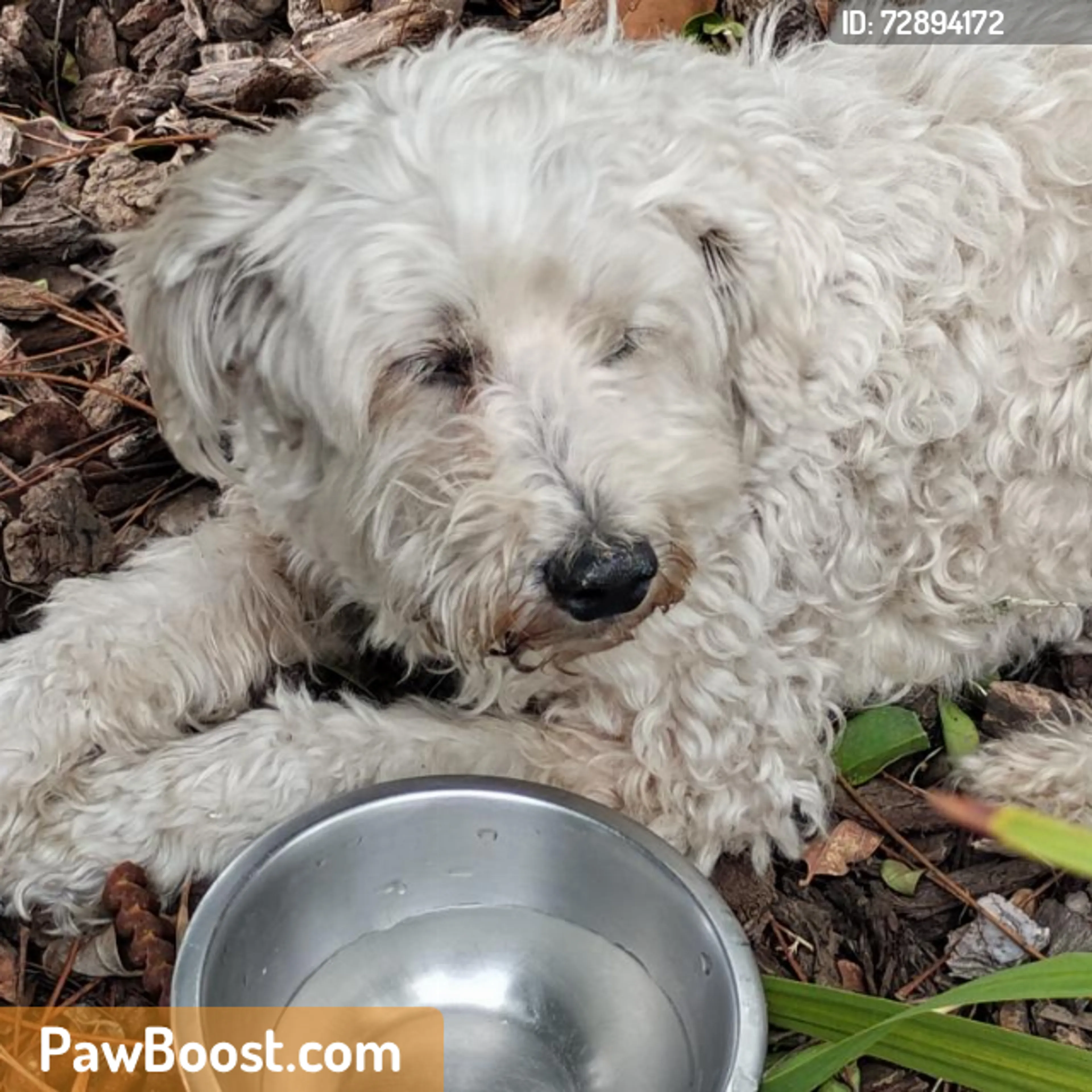 Found pet