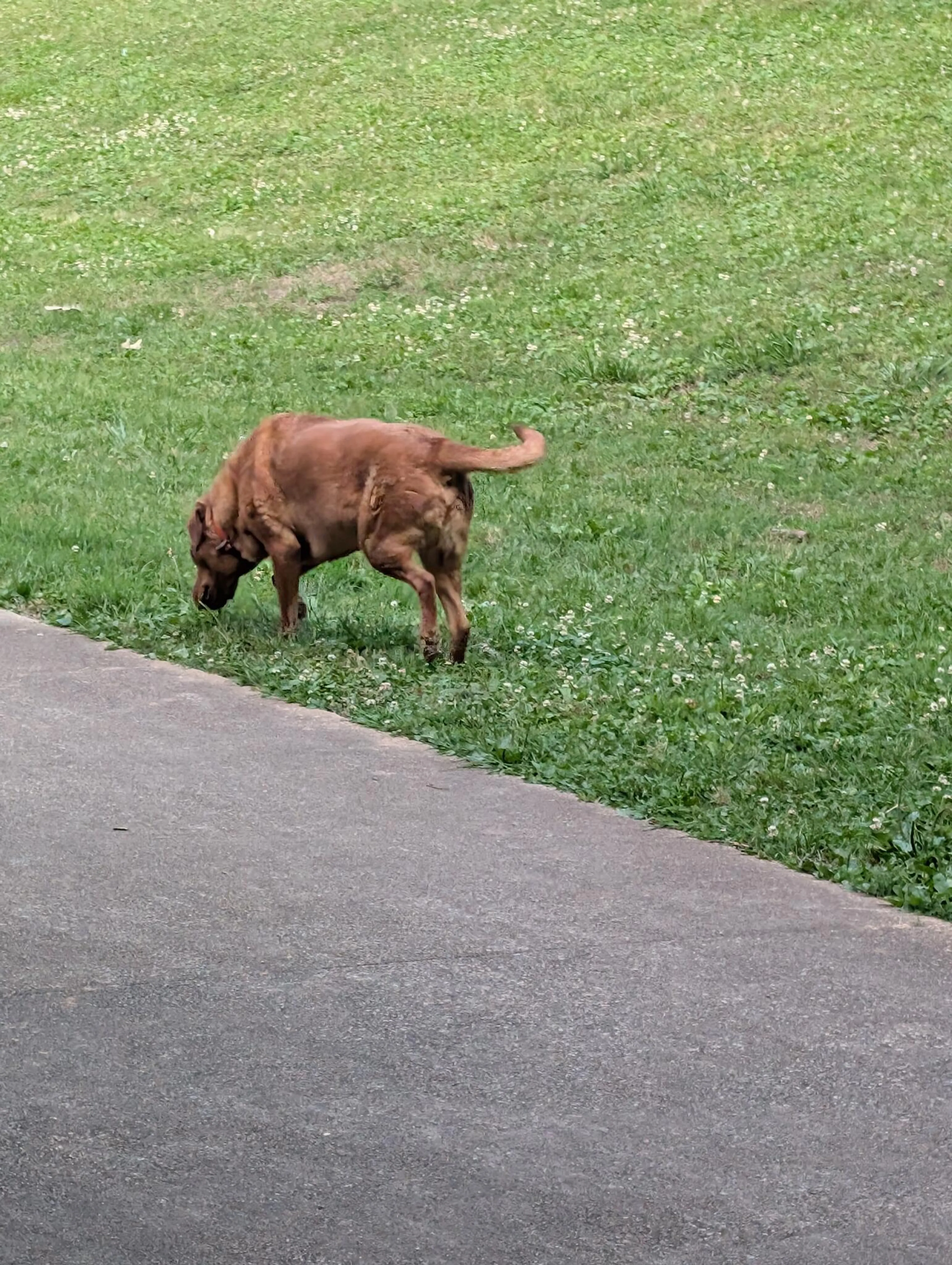 Found pet