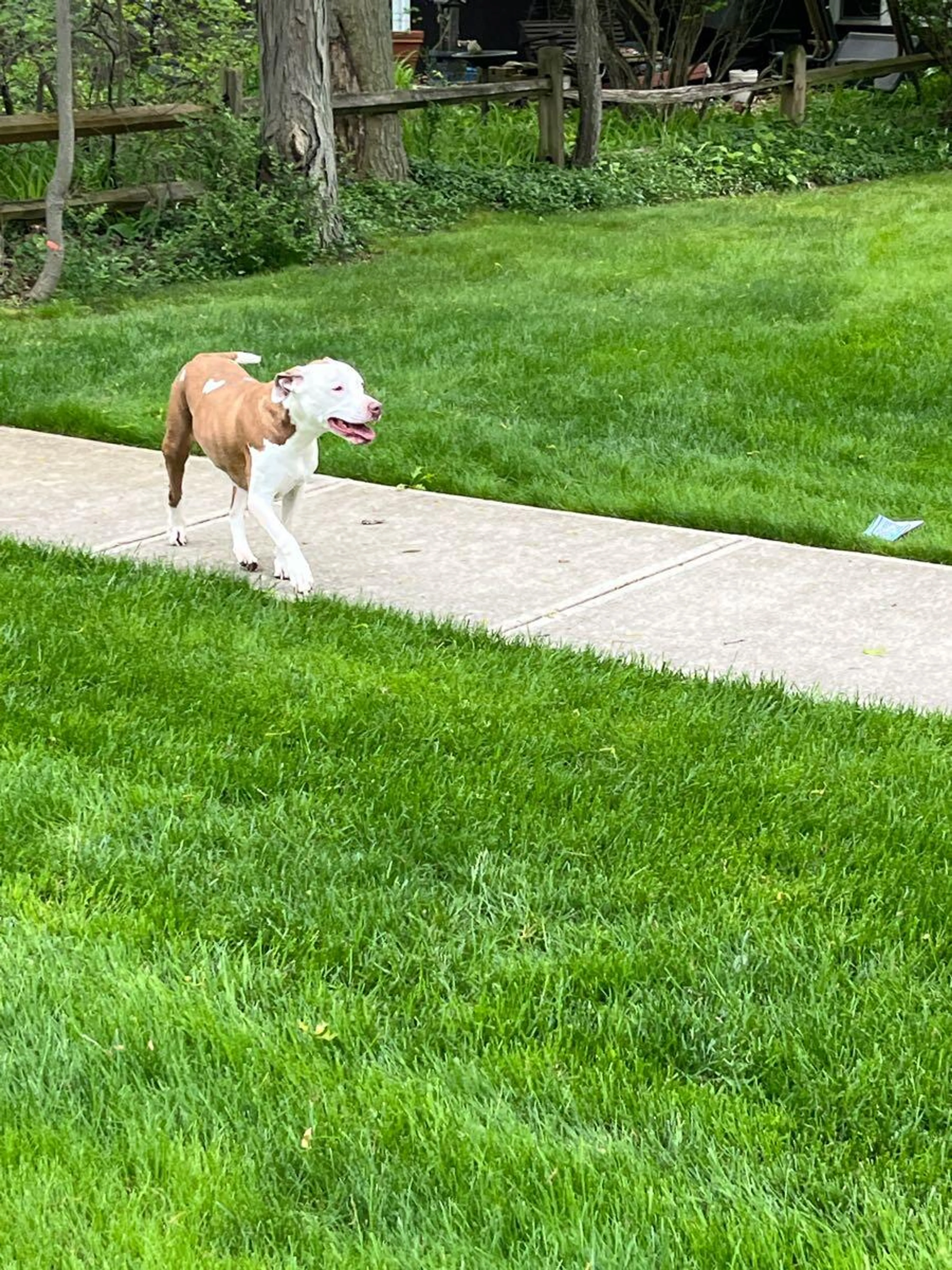 Found pet