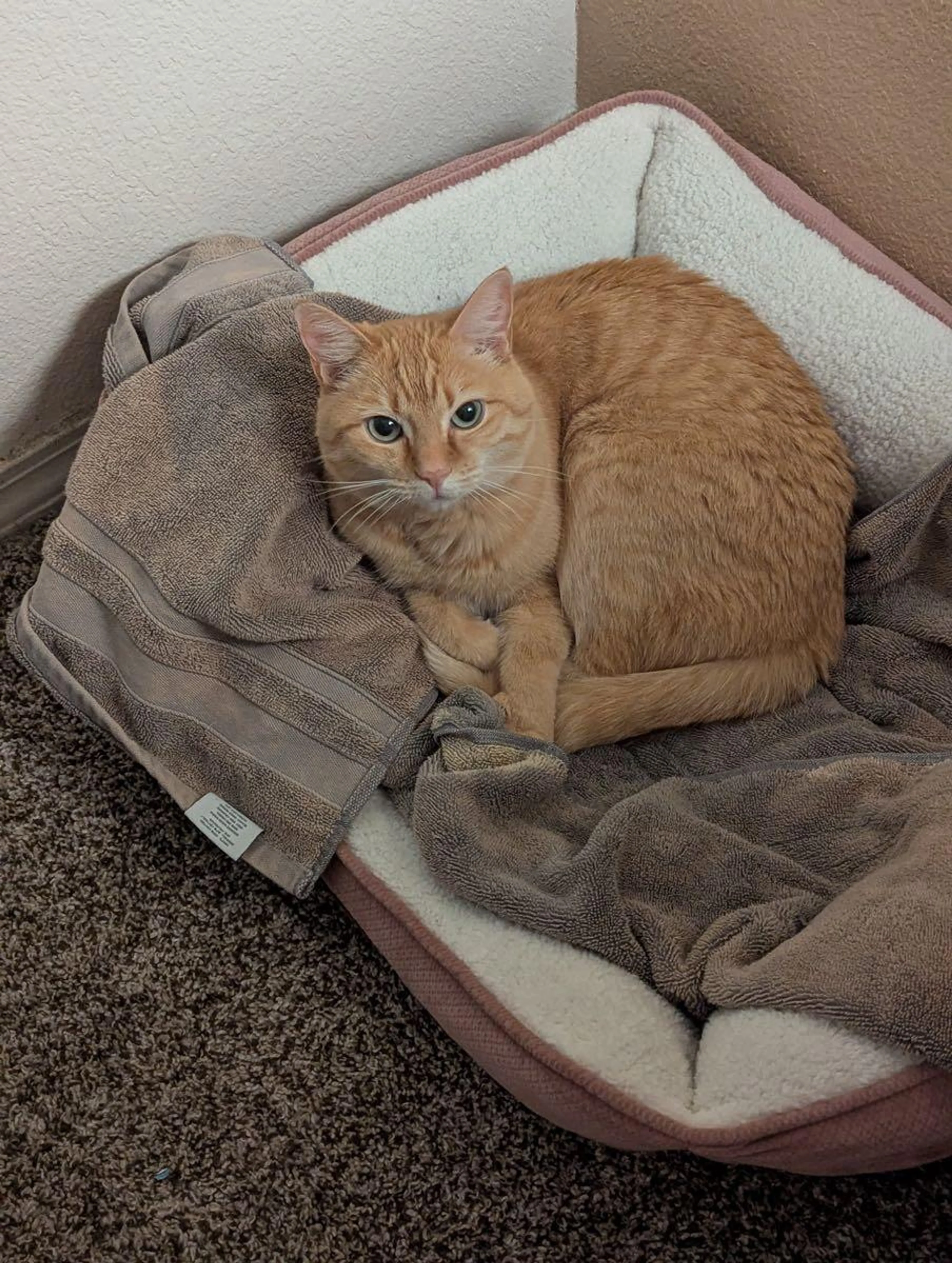 Lost pet