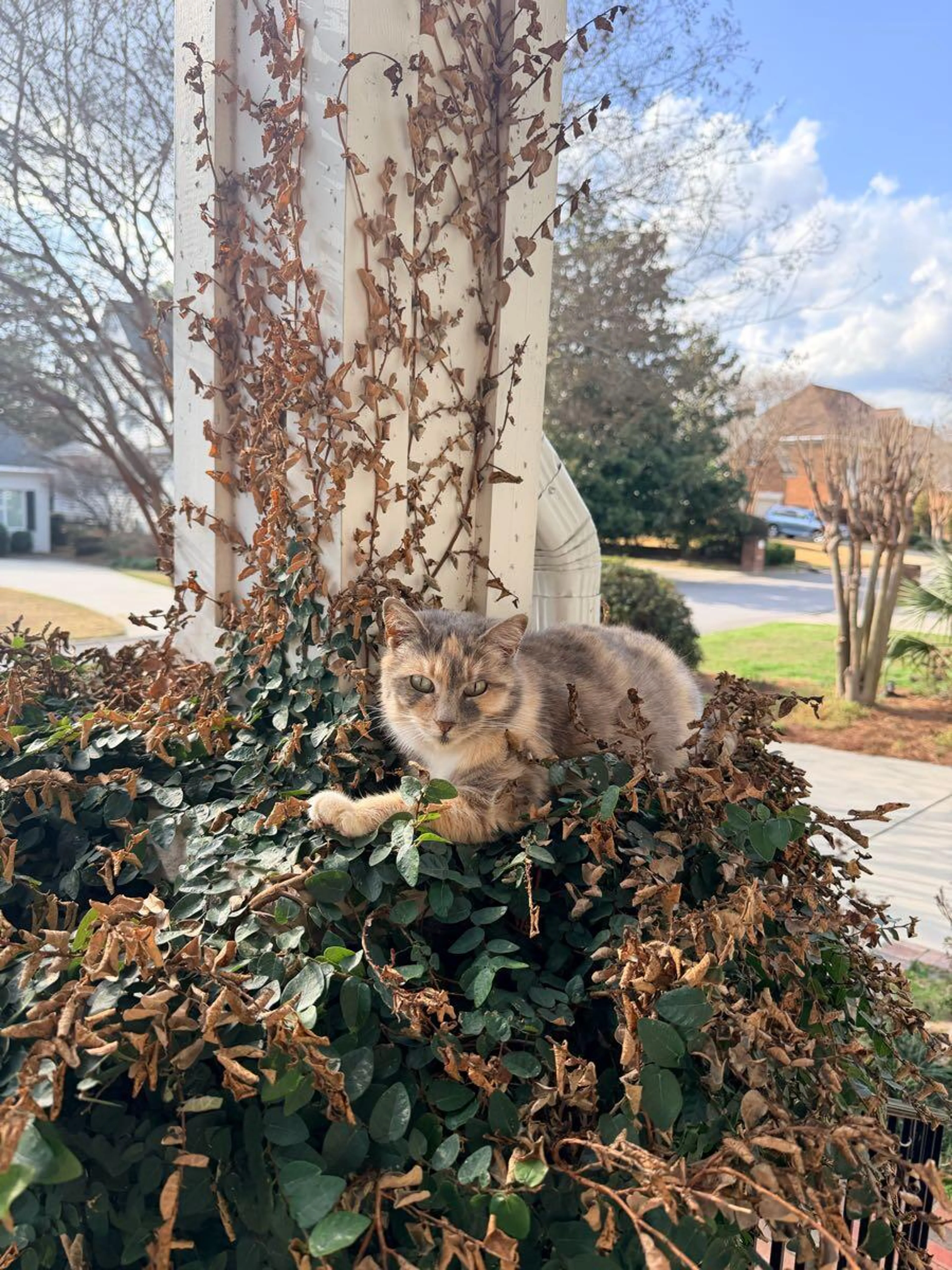 Lost pet