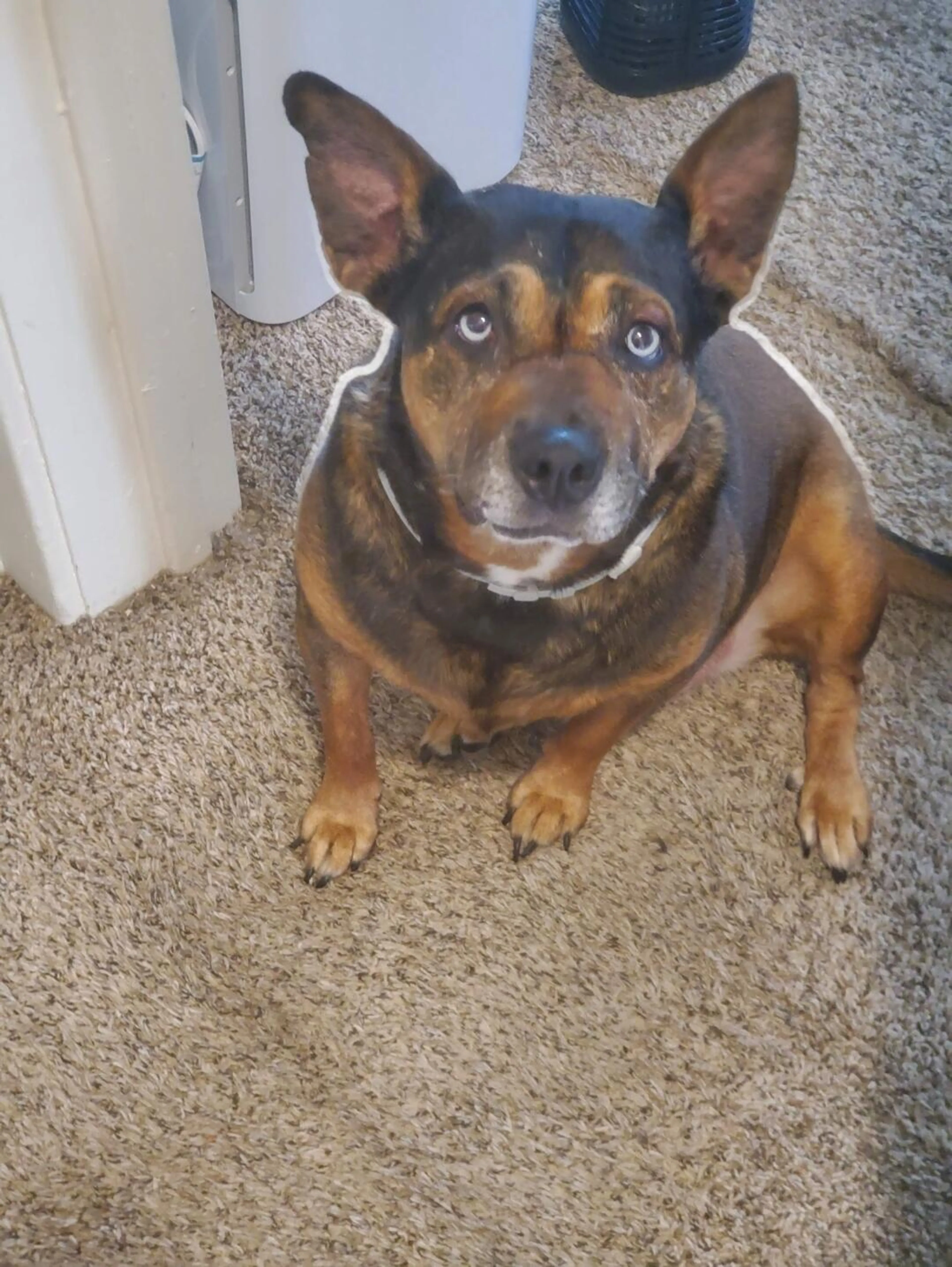 Lost pet