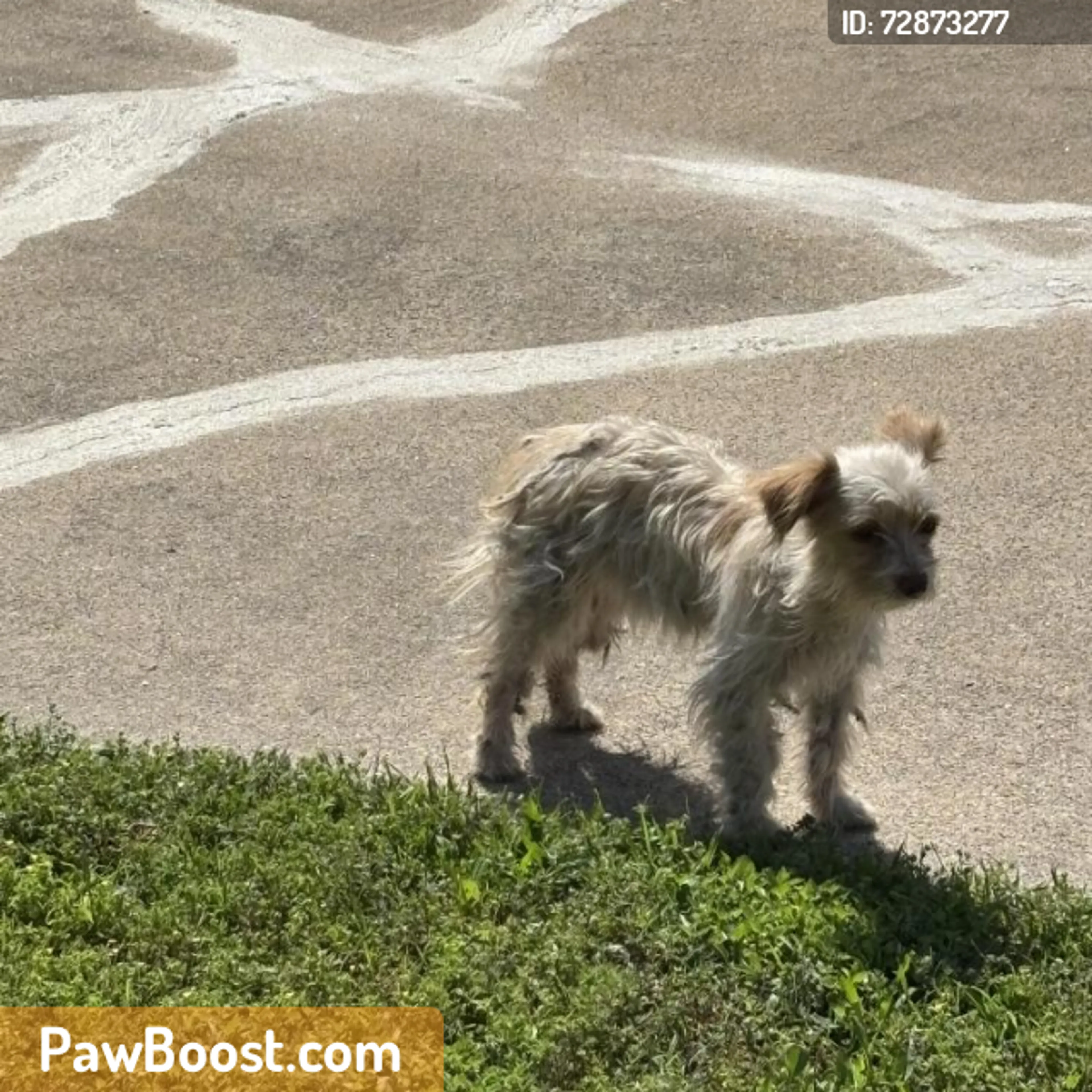 Found pet