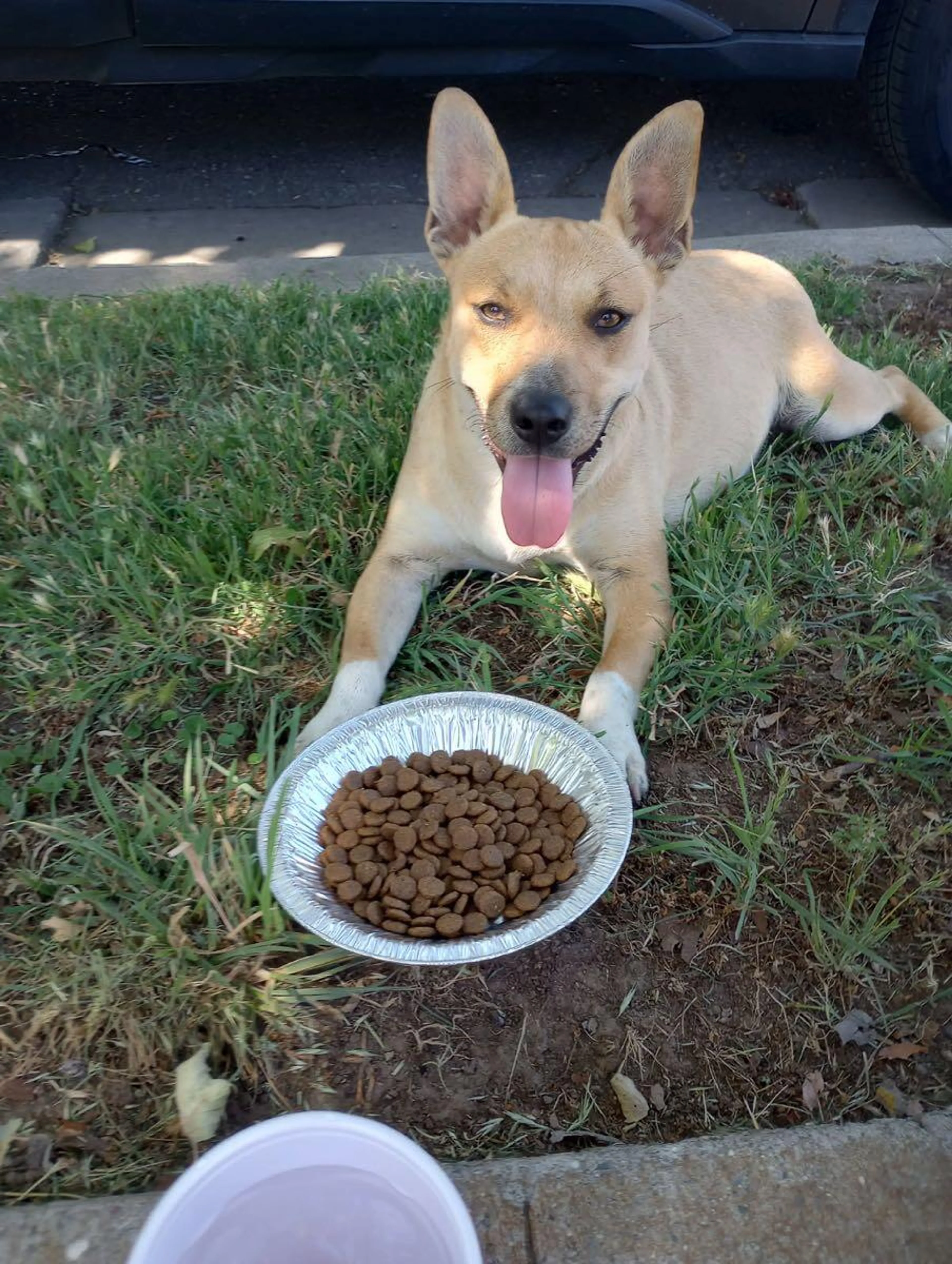 Found pet