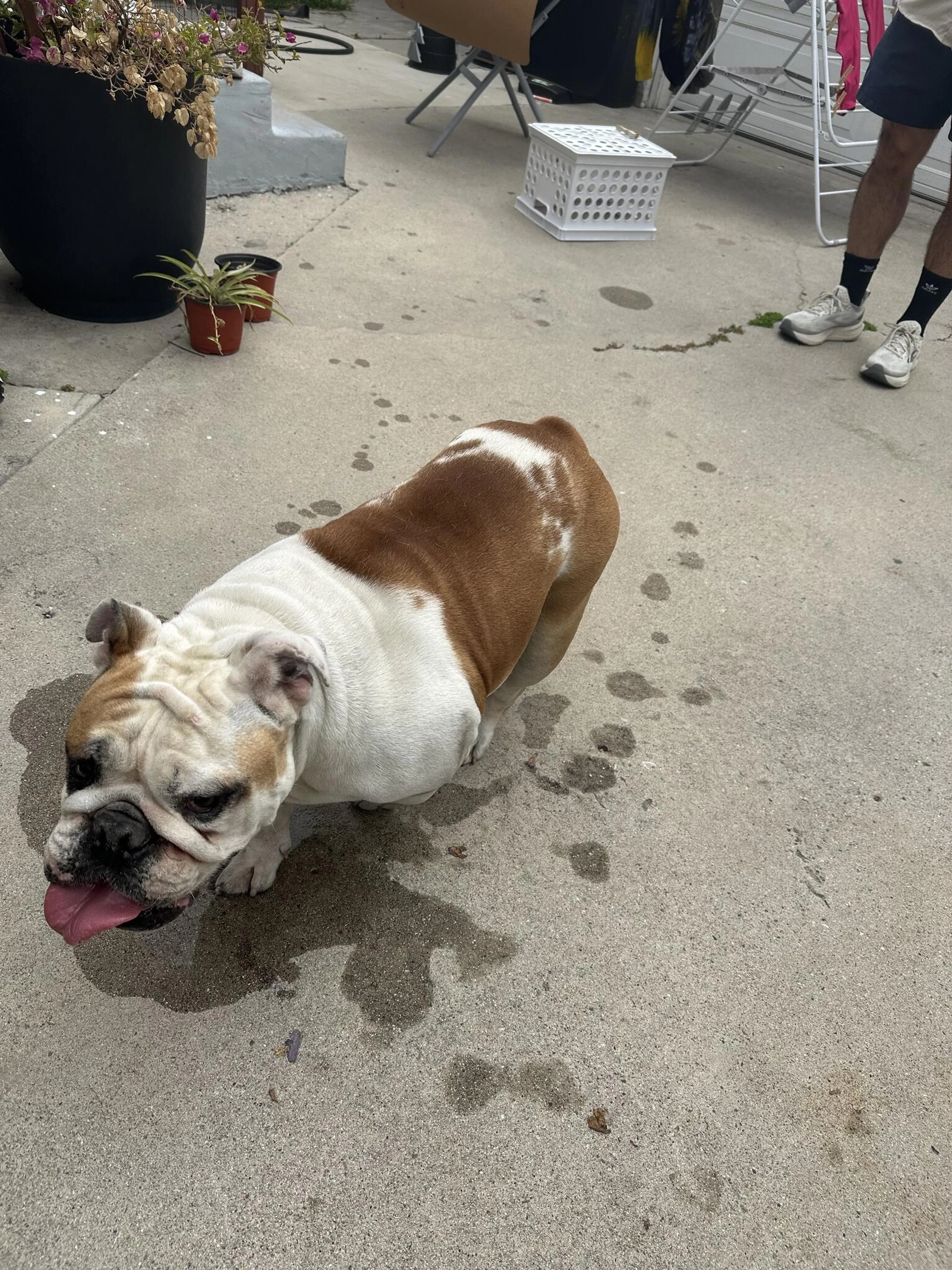 Found pet