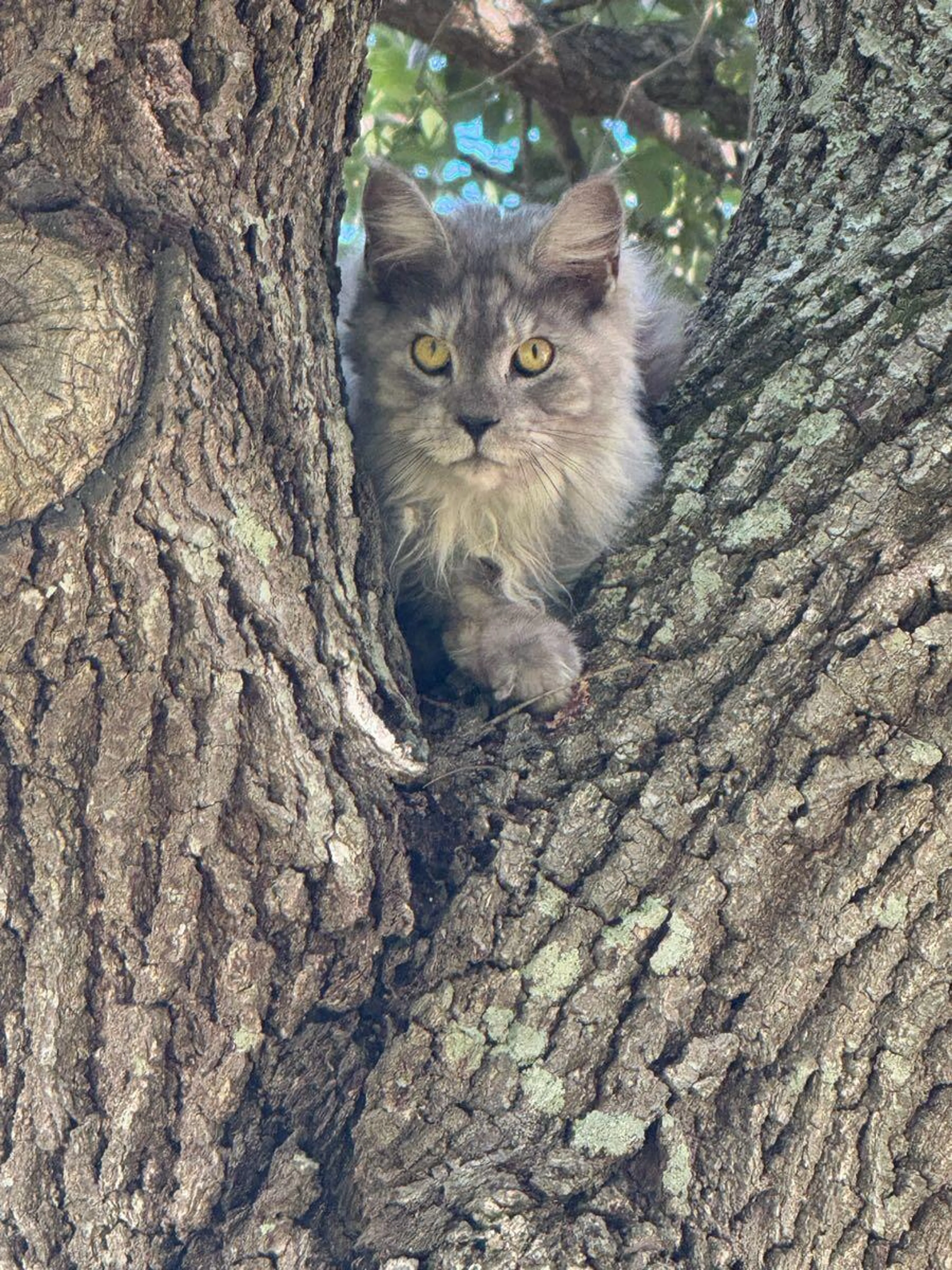 Found pet