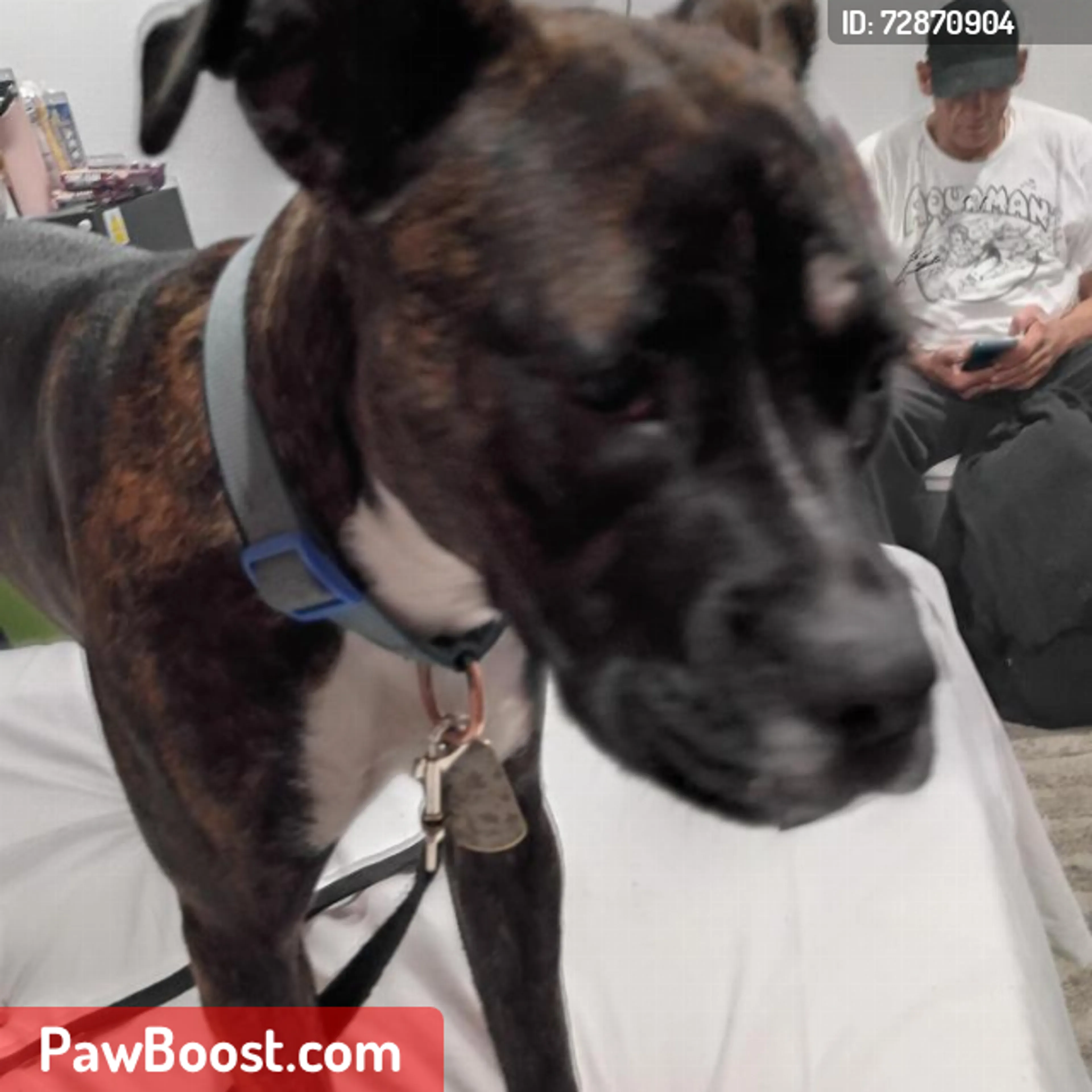 Lost pet