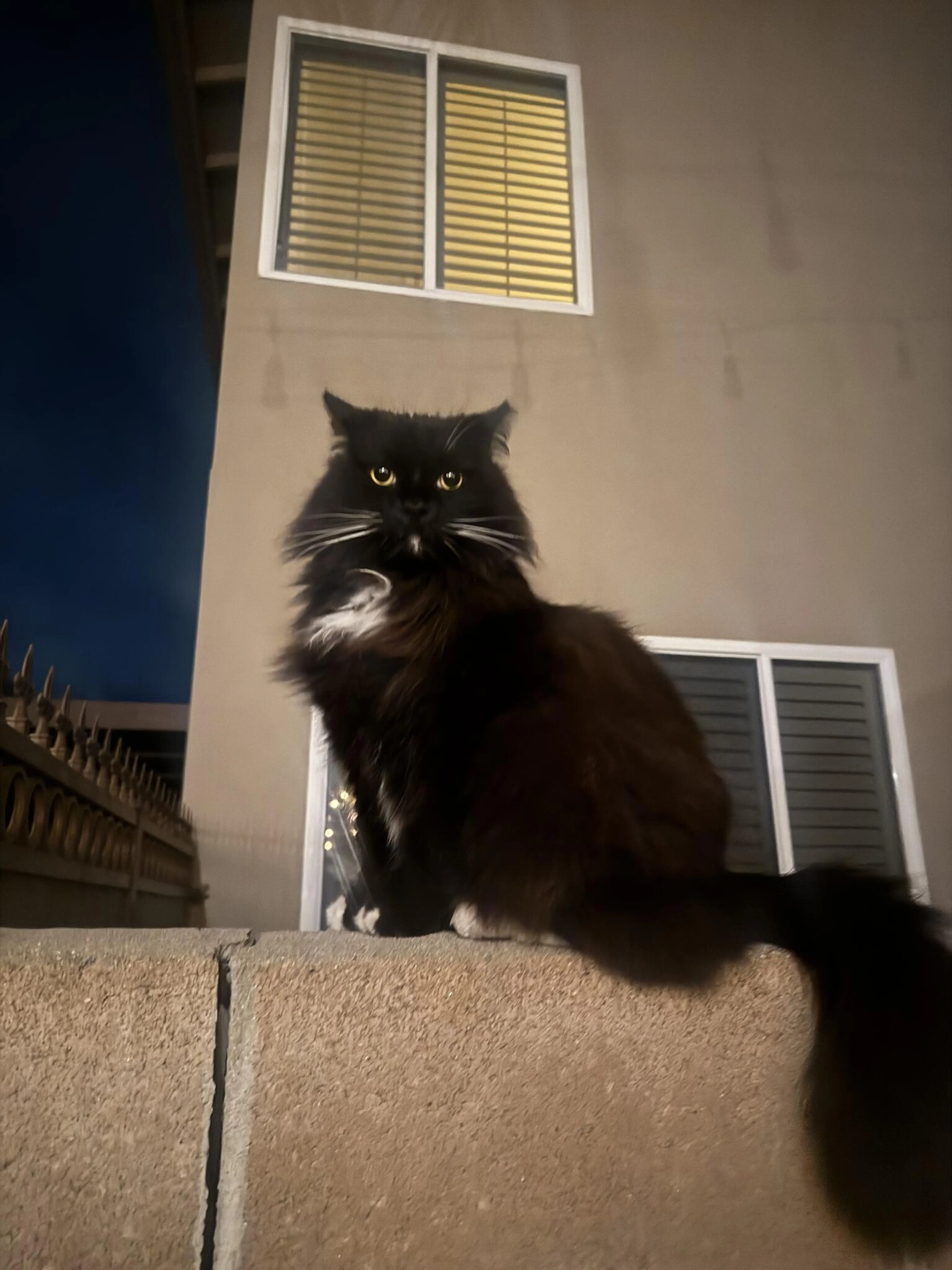 Lost pet