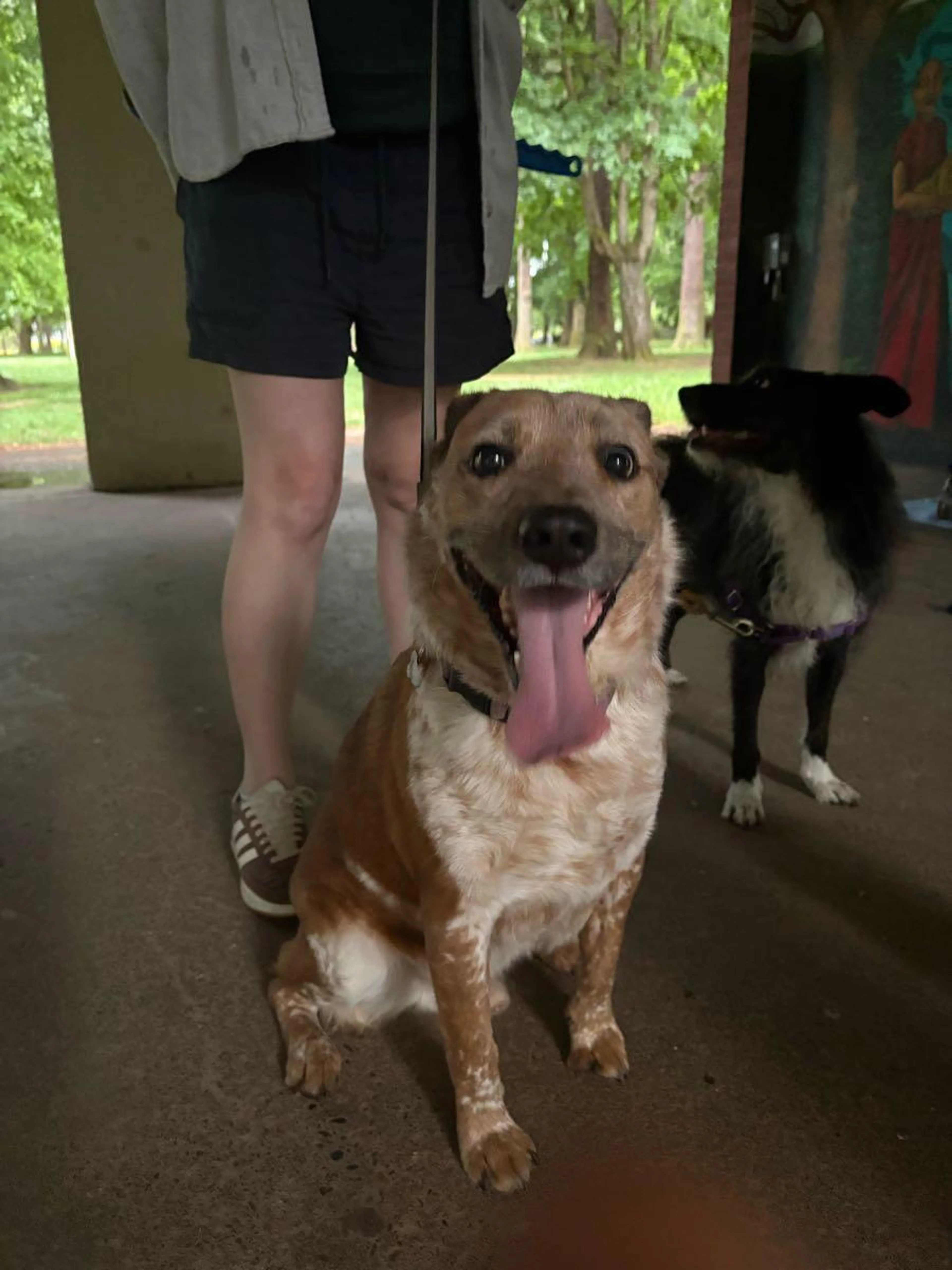 Found pet
