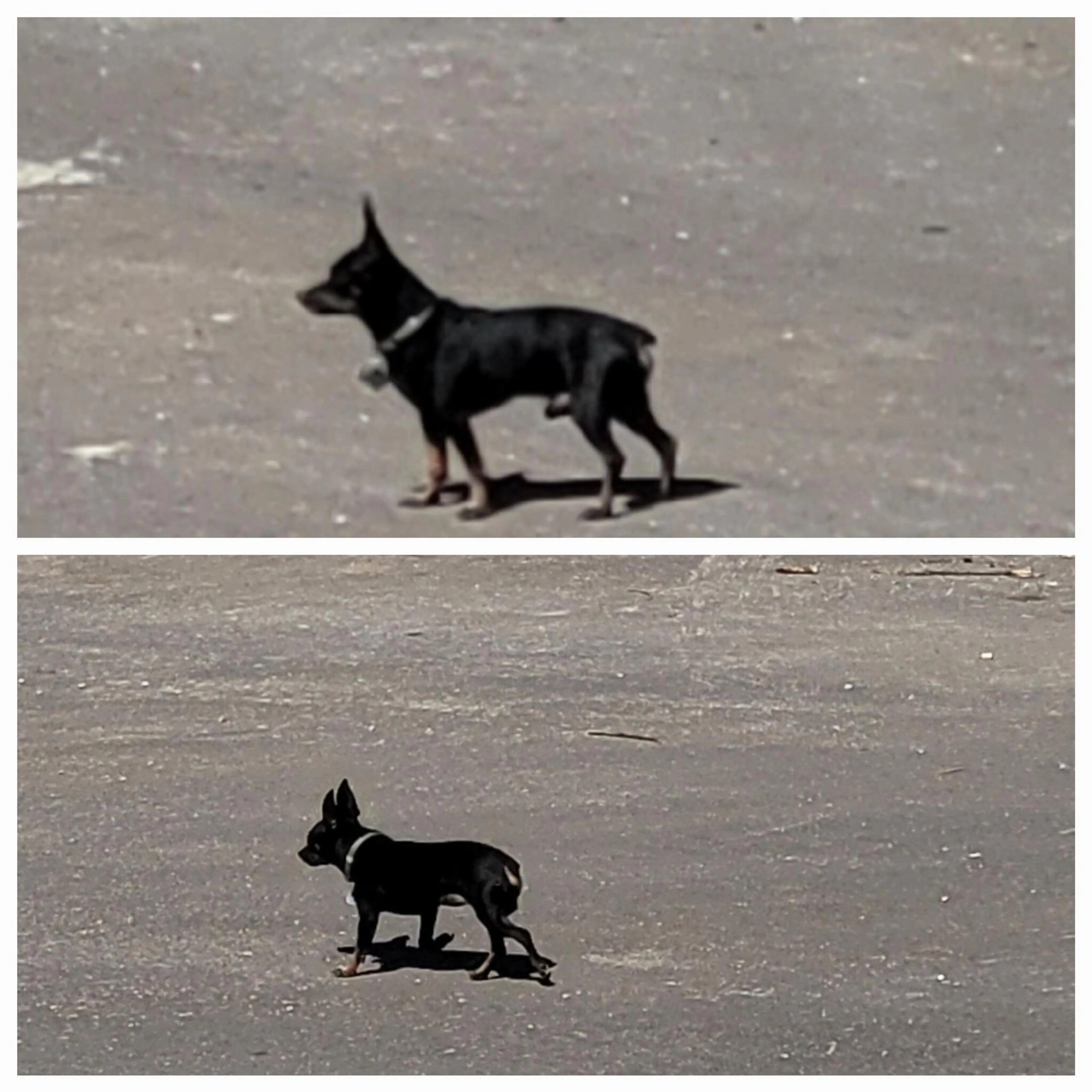 Found pet