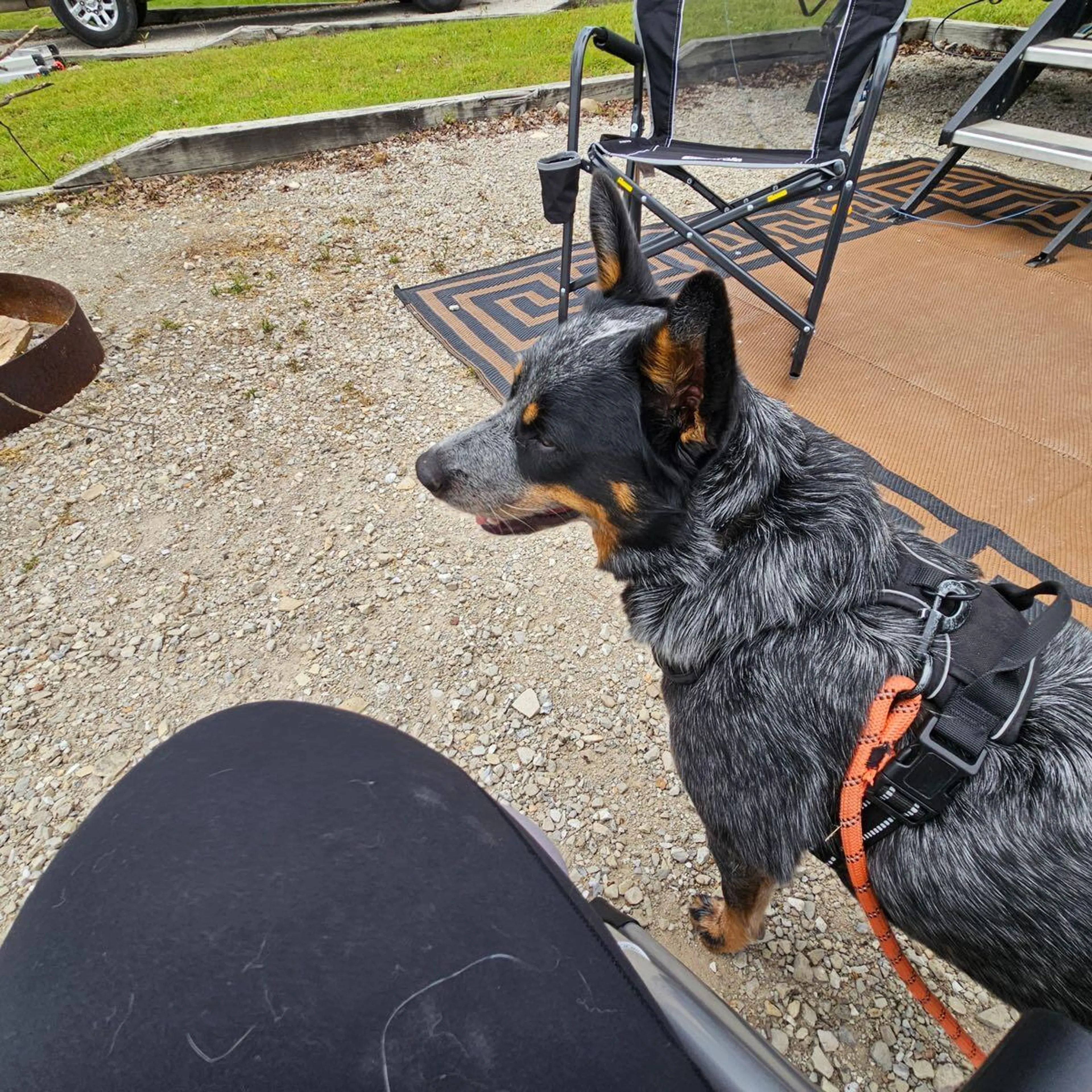 Lost pet