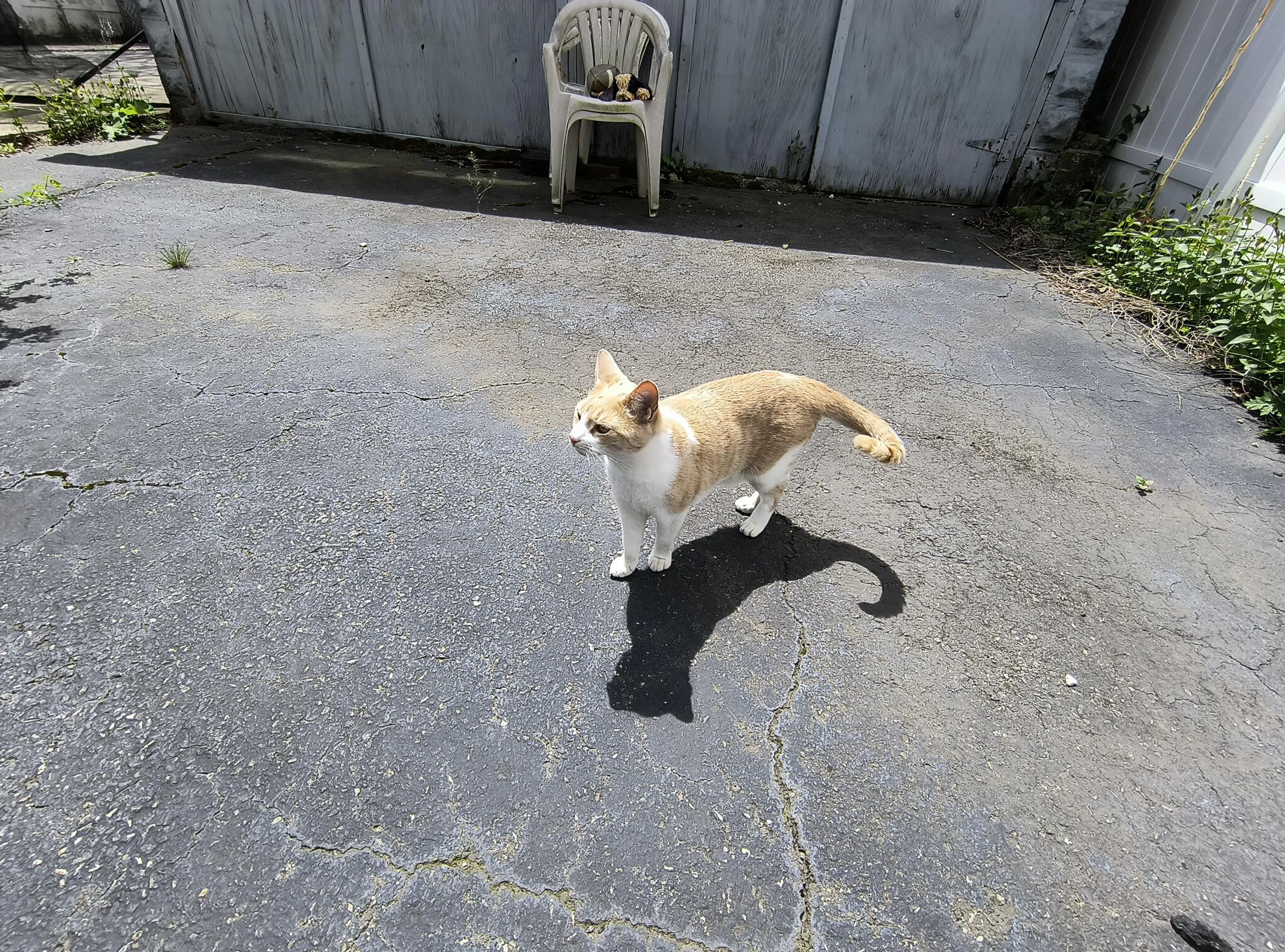 Found pet