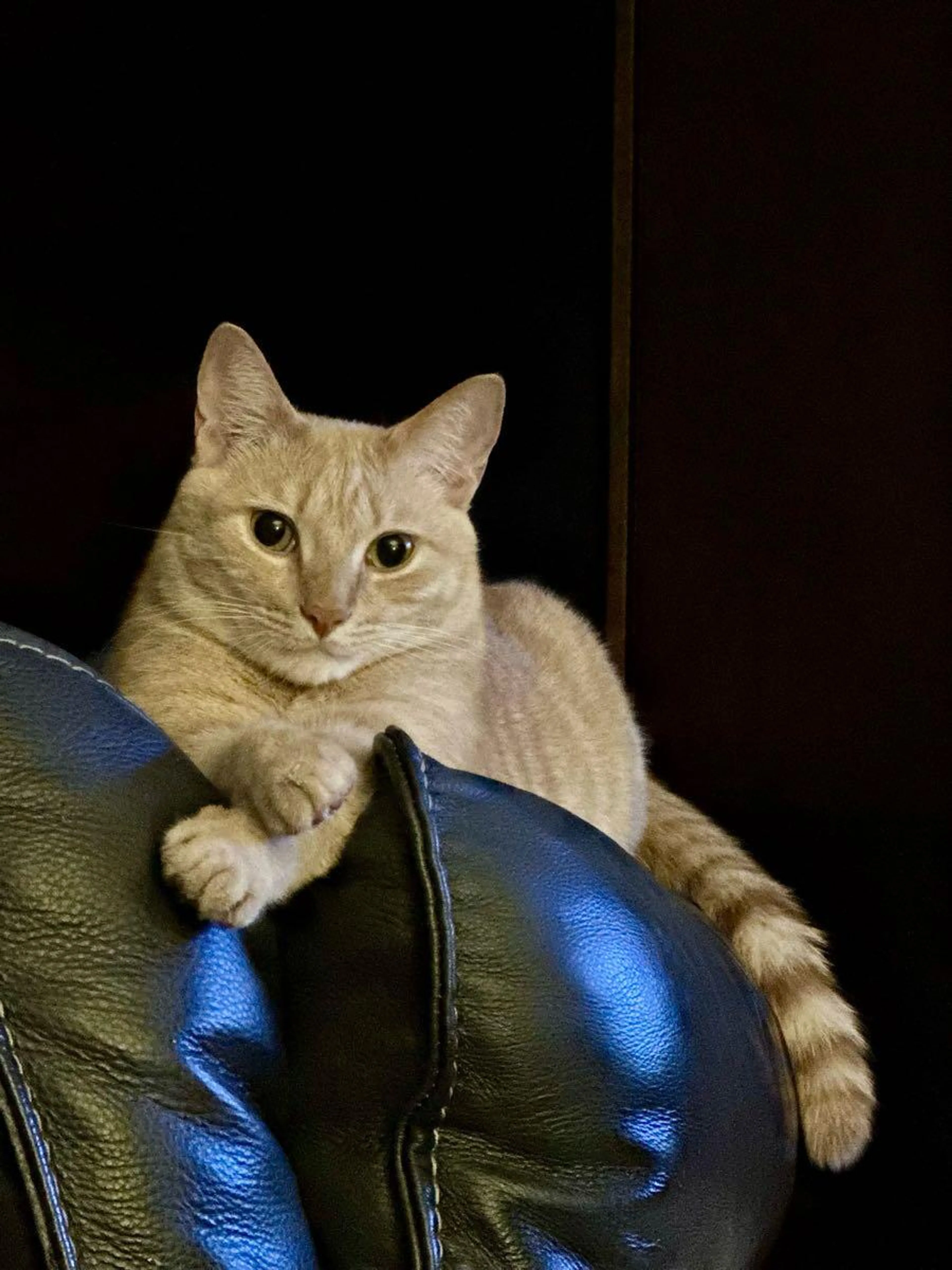 Lost pet