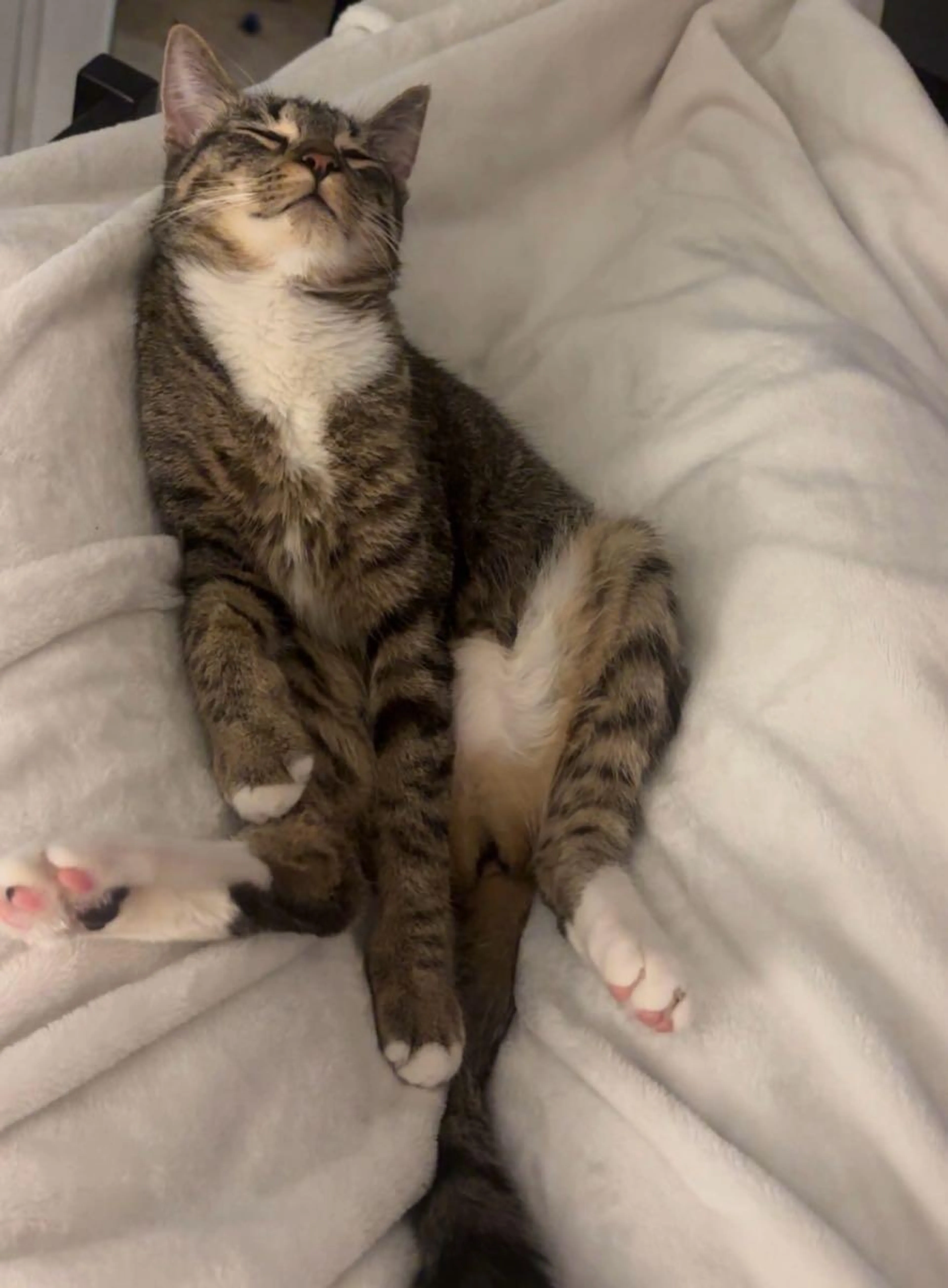 Lost pet