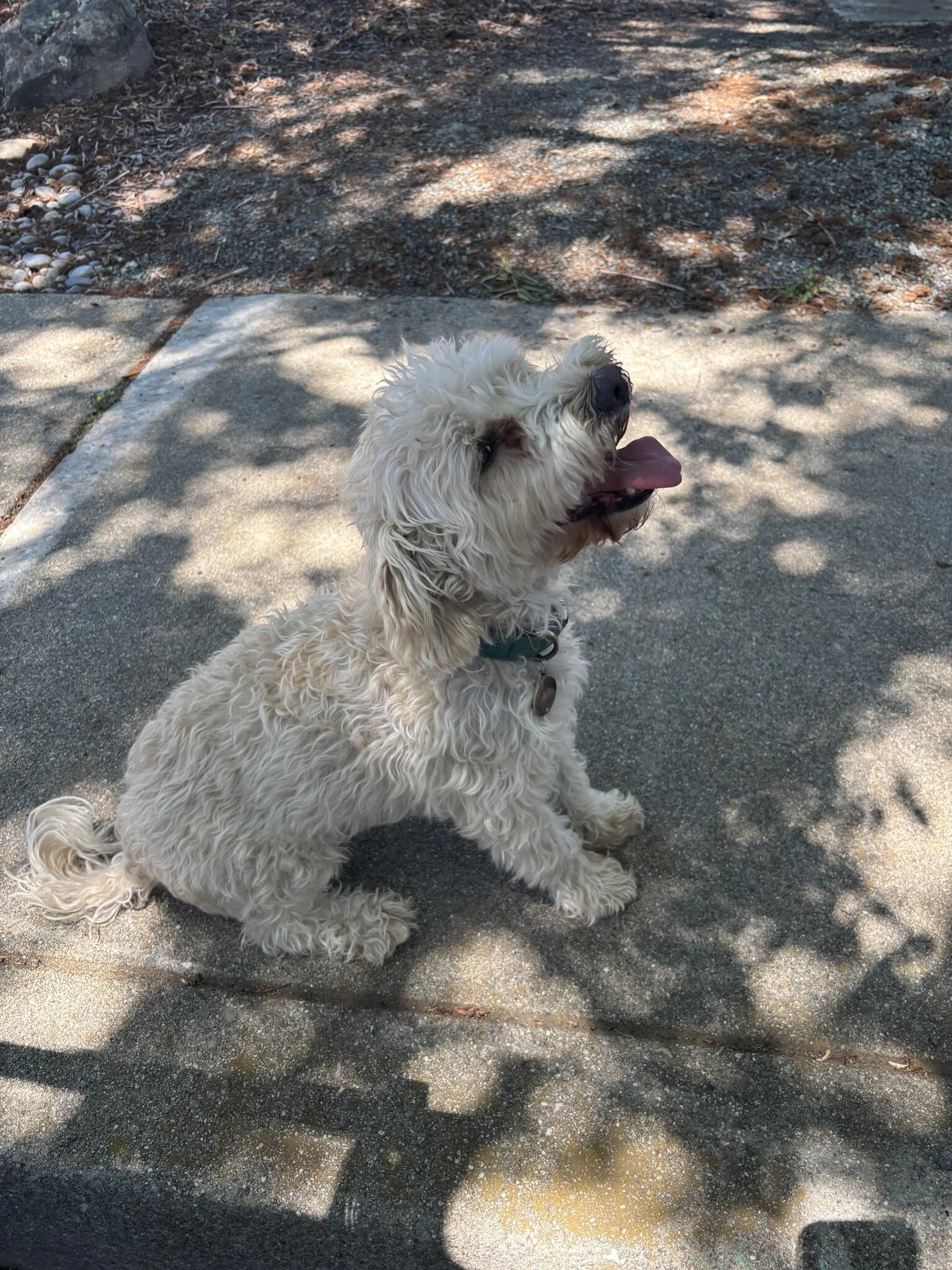 Found pet