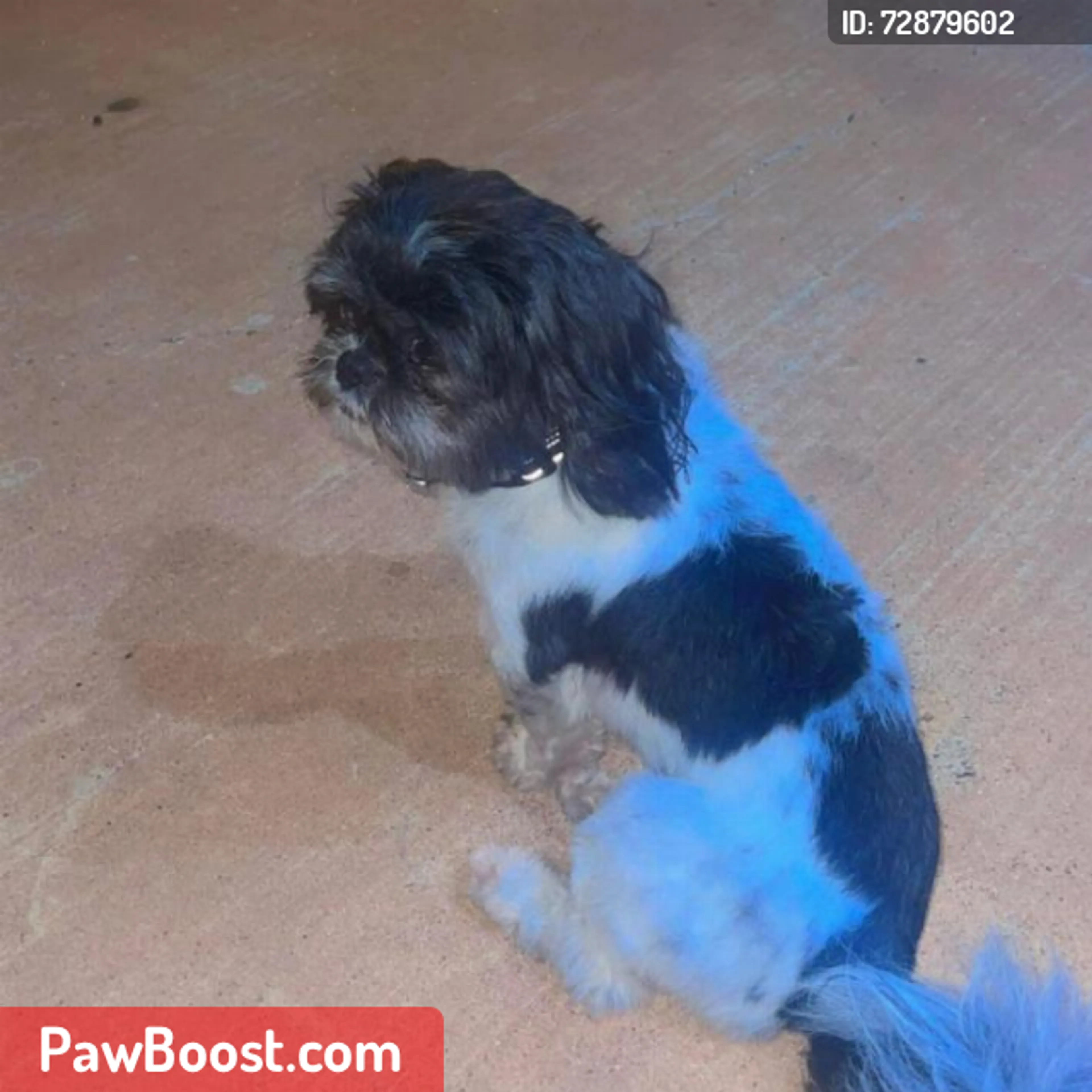 Lost pet