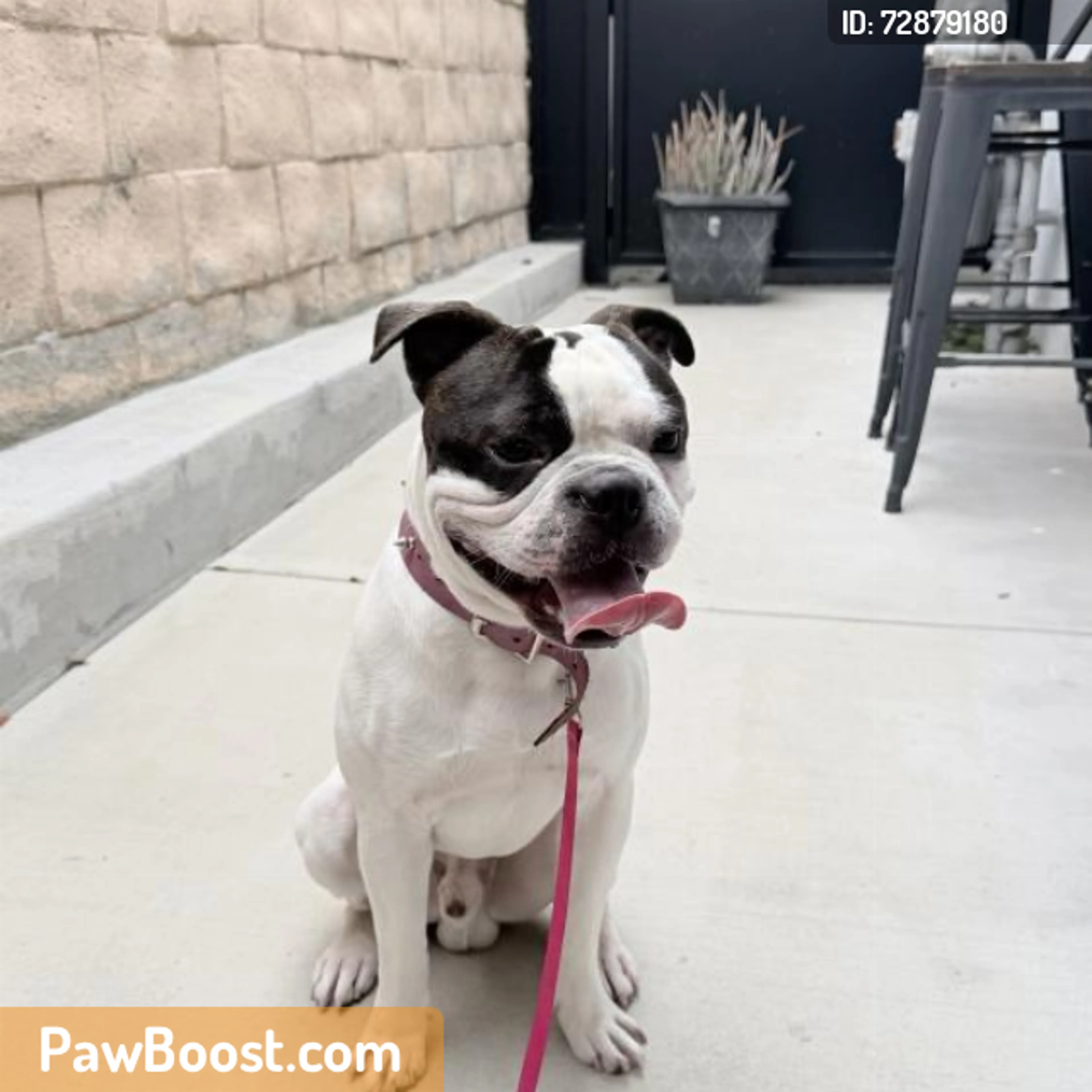 Found pet