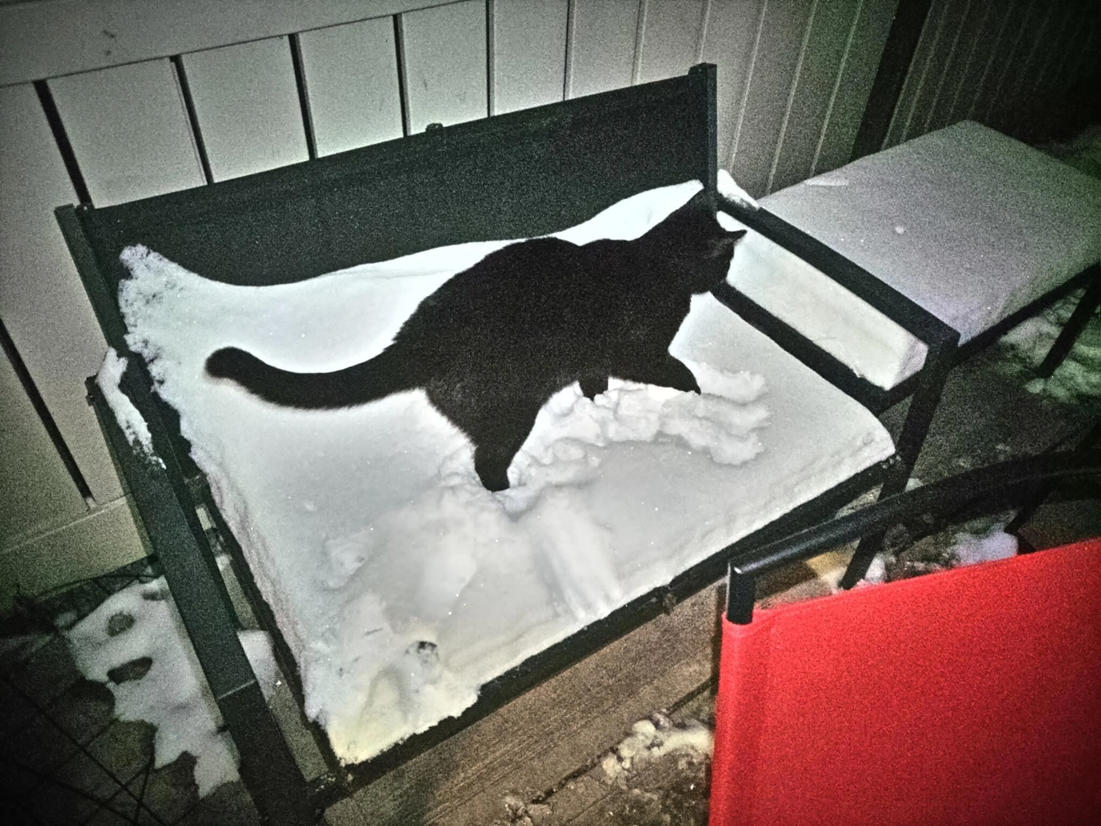 Found pet