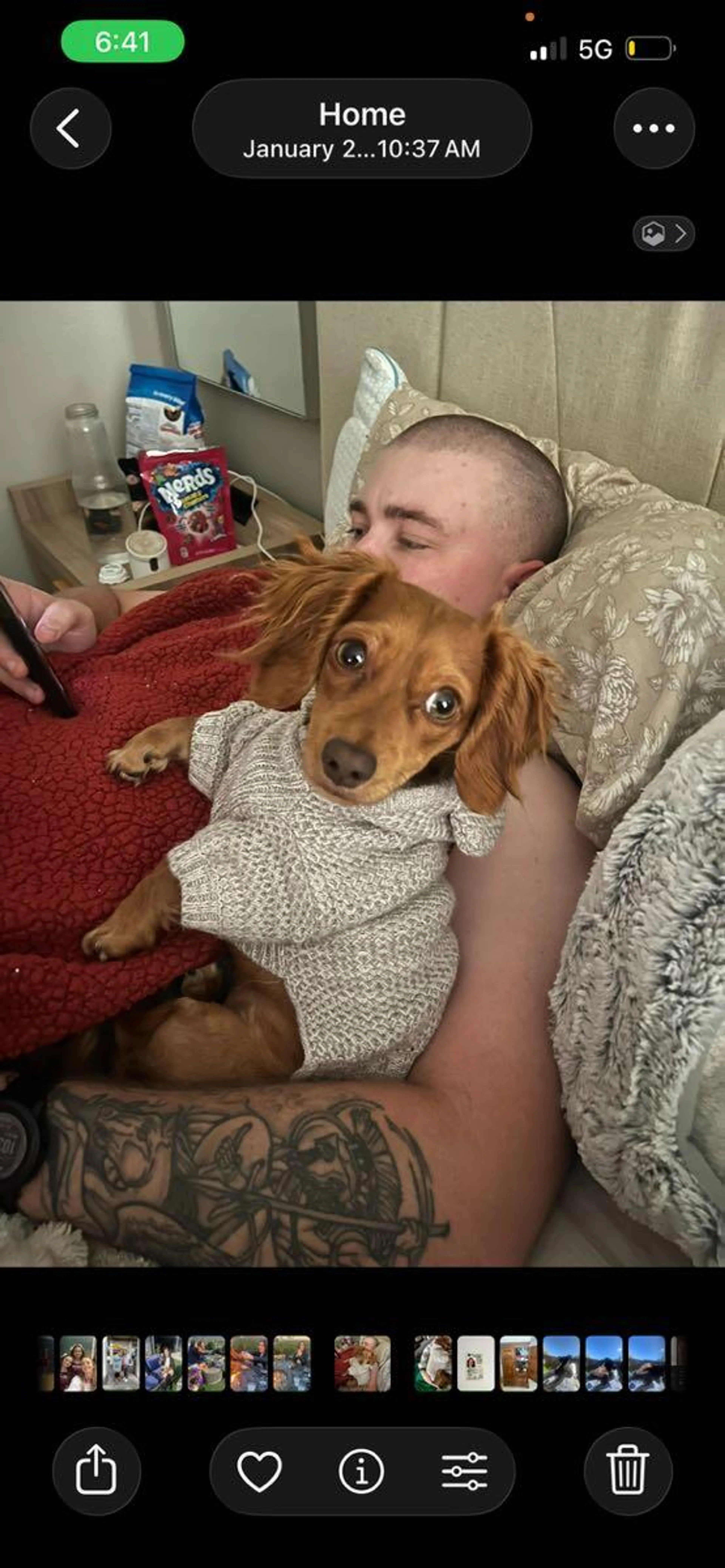 Lost pet